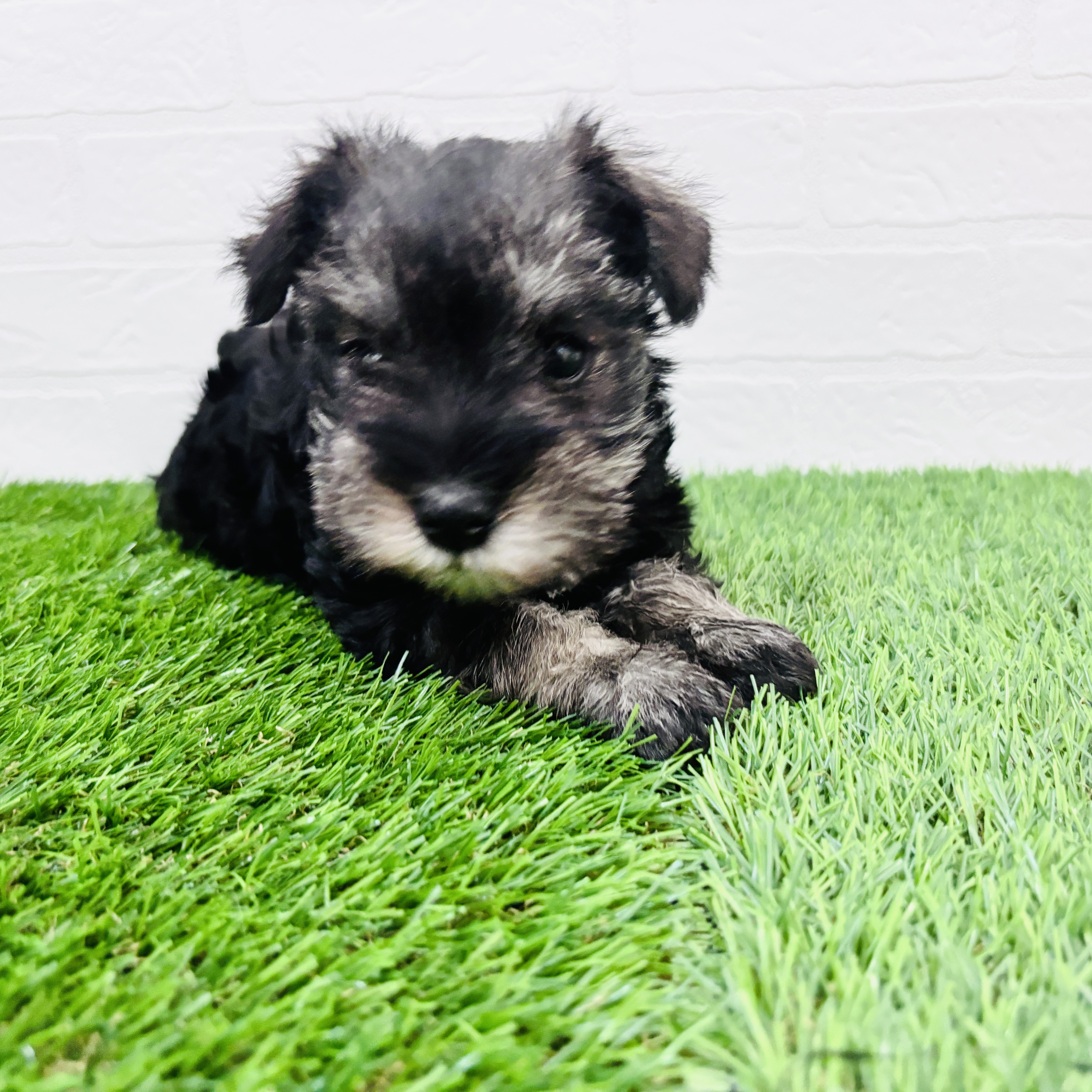 埼玉県のミニチュアシュナウザー (ワンニャンハウス春日部店/2026年1月31日生まれ/女の子/ソルトペッパー)の子犬の1枚目の画像