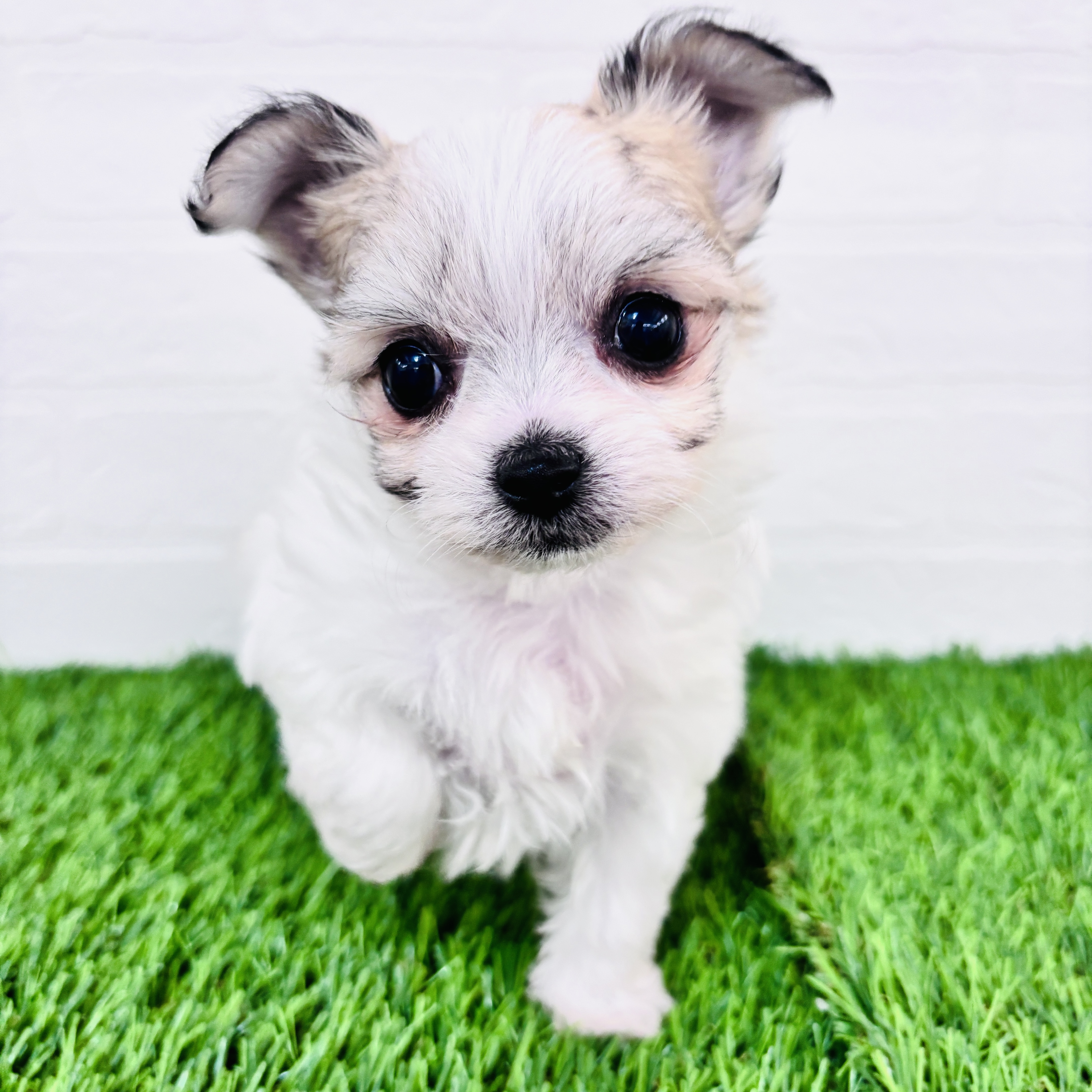 埼玉県のチワマル/マルチワ(チワワ×マルチーズ) (ワンニャンハウス春日部店/2025年11月10日生まれ/男の子/パーティーカラー)の子犬の1枚目の画像