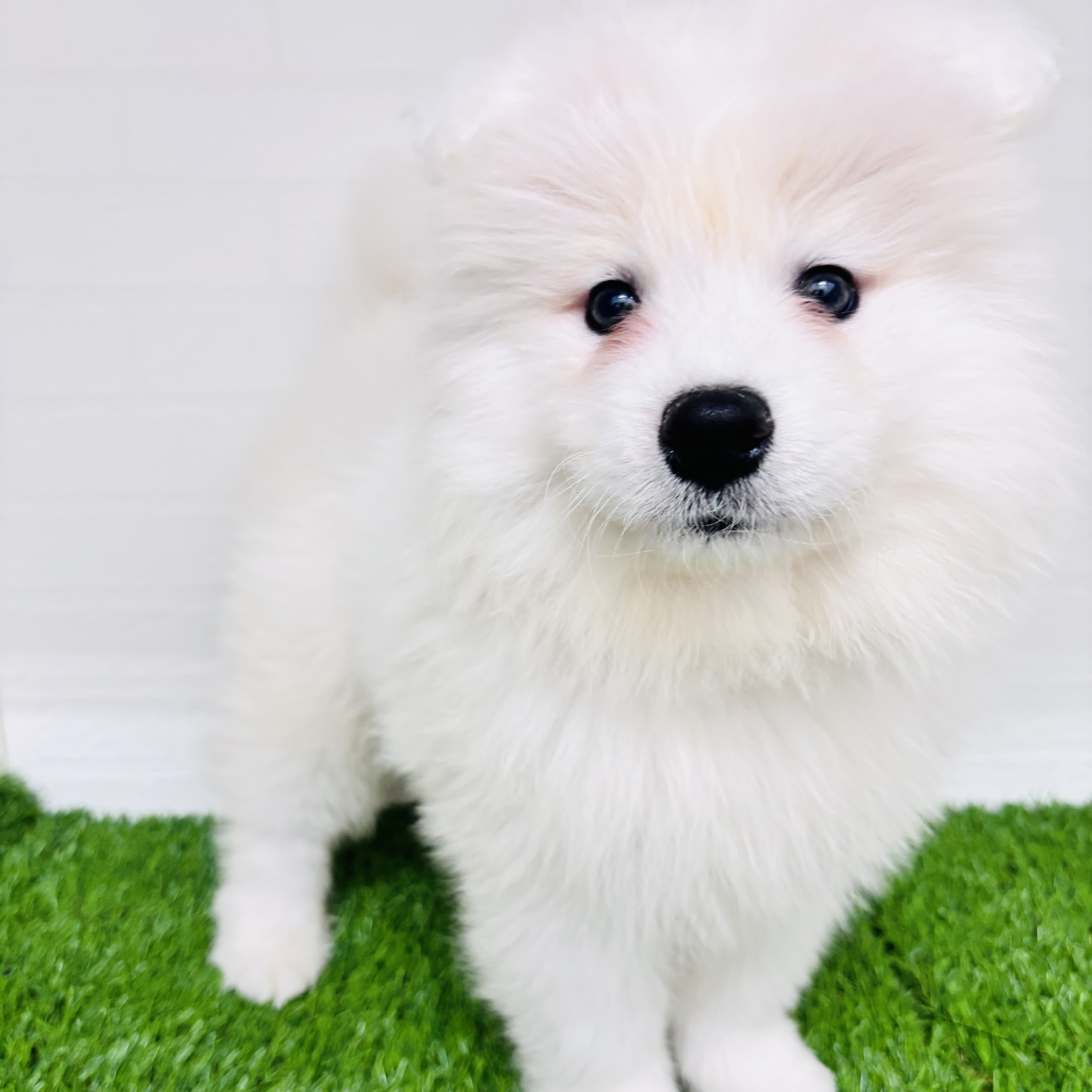 埼玉県のサモエド (ワンニャンハウス春日部店/2025年10月31日生まれ/男の子/ホワイト)の子犬の3枚目の画像