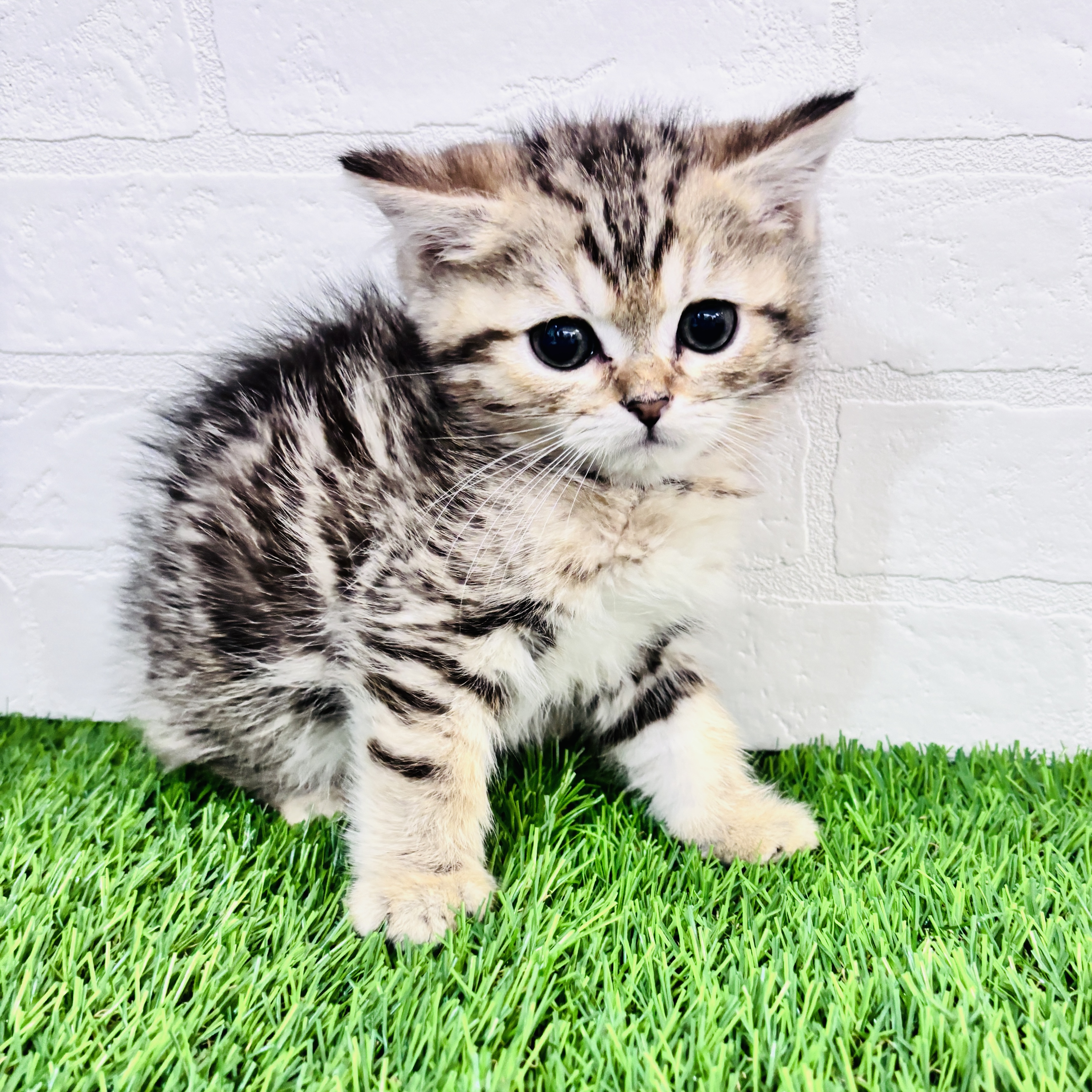 埼玉県のミヌエット (ワンニャンハウス春日部店/2025年10月30日生まれ/男の子/ブラウンタビー)の子猫