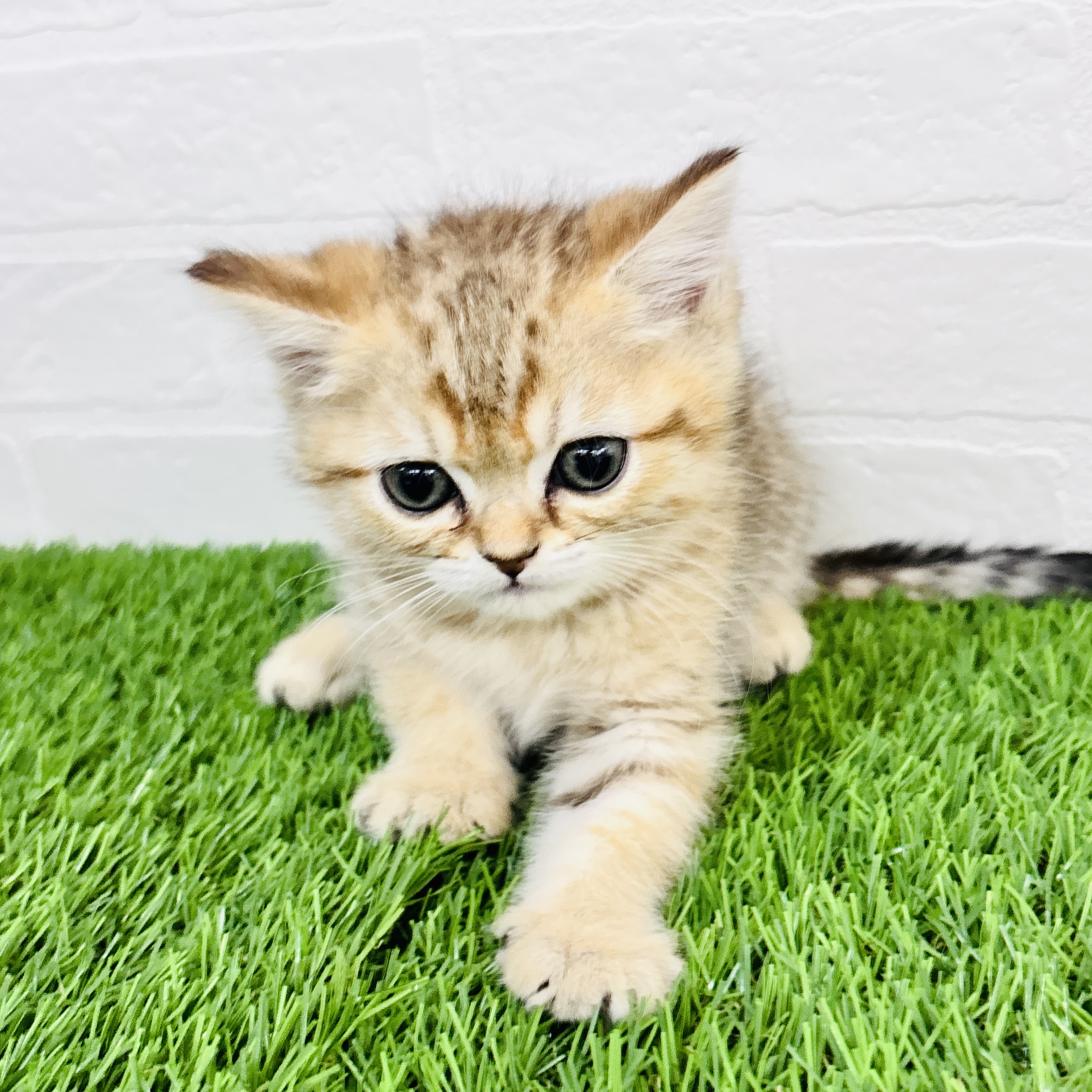 埼玉県のミヌエット (ワンニャンハウス春日部店/2025年10月30日生まれ/男の子/シェーデッドゴールデンタビー)の子猫の1枚目の画像