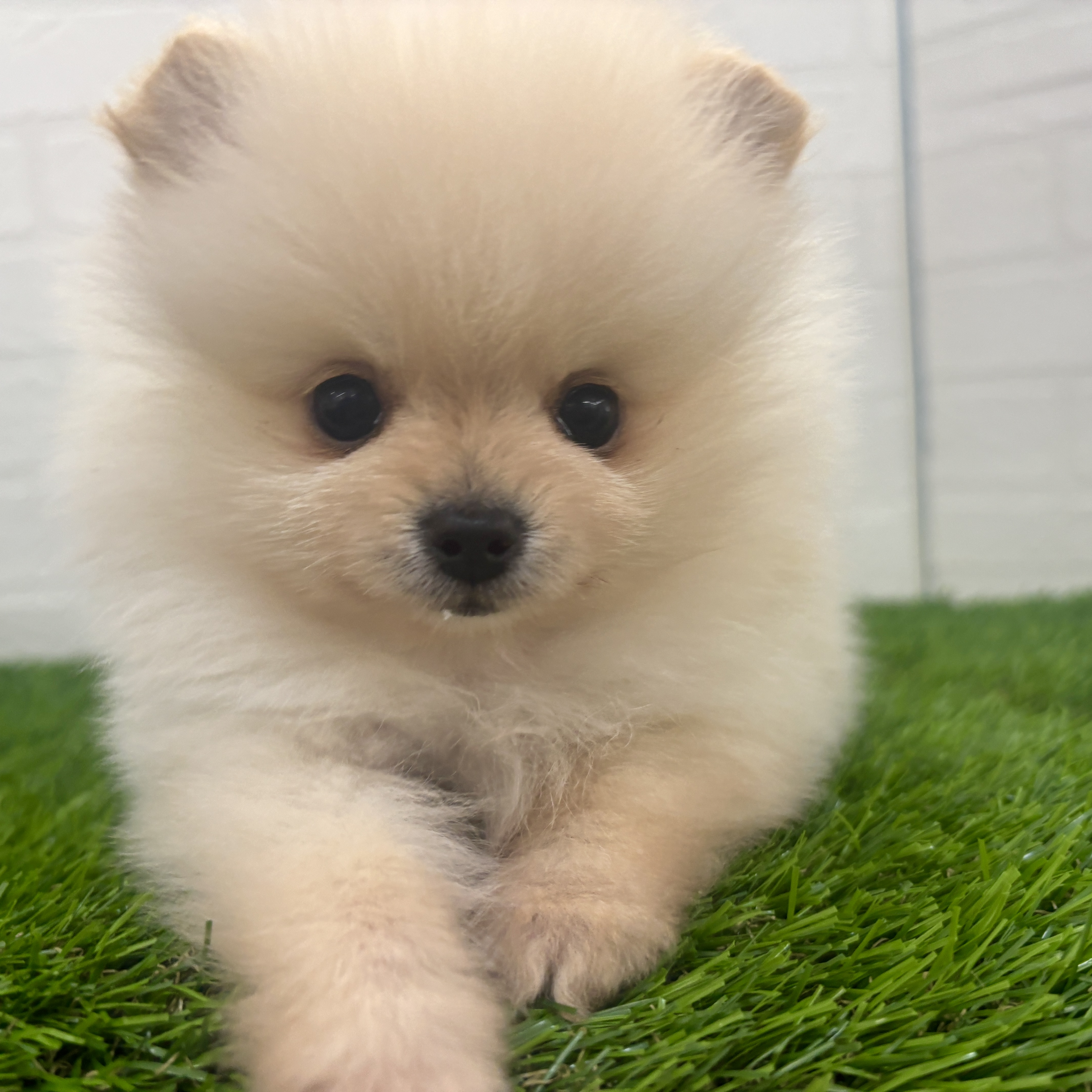 埼玉県のポメラニアン (ワンニャンハウス春日部店/2025年12月25日生まれ/女の子/オレンジ)の子犬の2枚目の画像