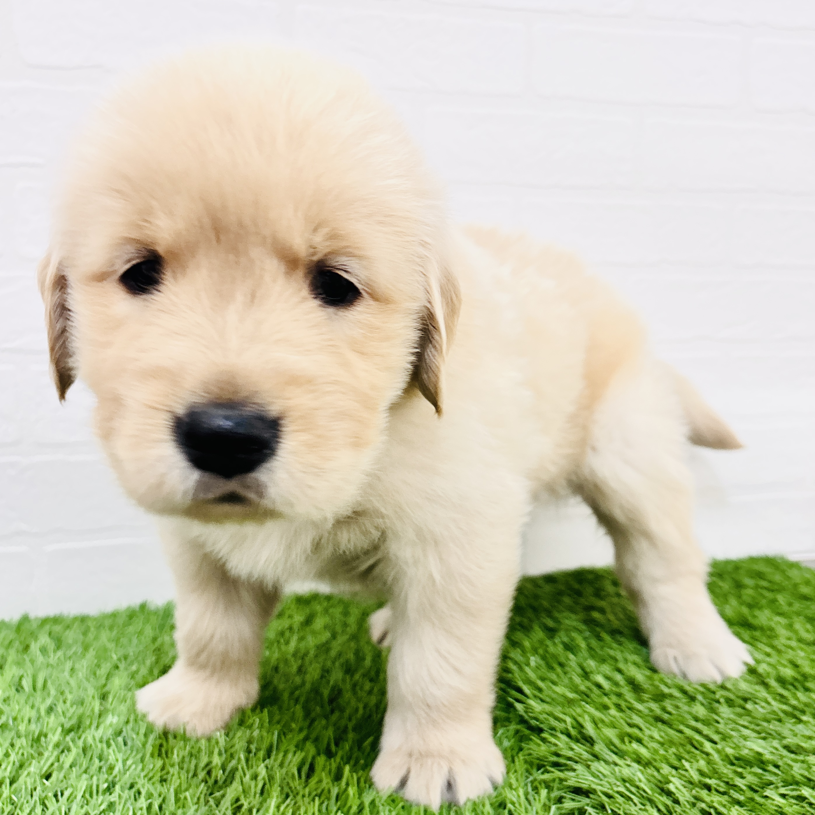 埼玉県のゴールデンレトリバー (ワンニャンハウス春日部店/2025年9月15日生まれ/女の子/ゴールデン)の子犬の2枚目の画像