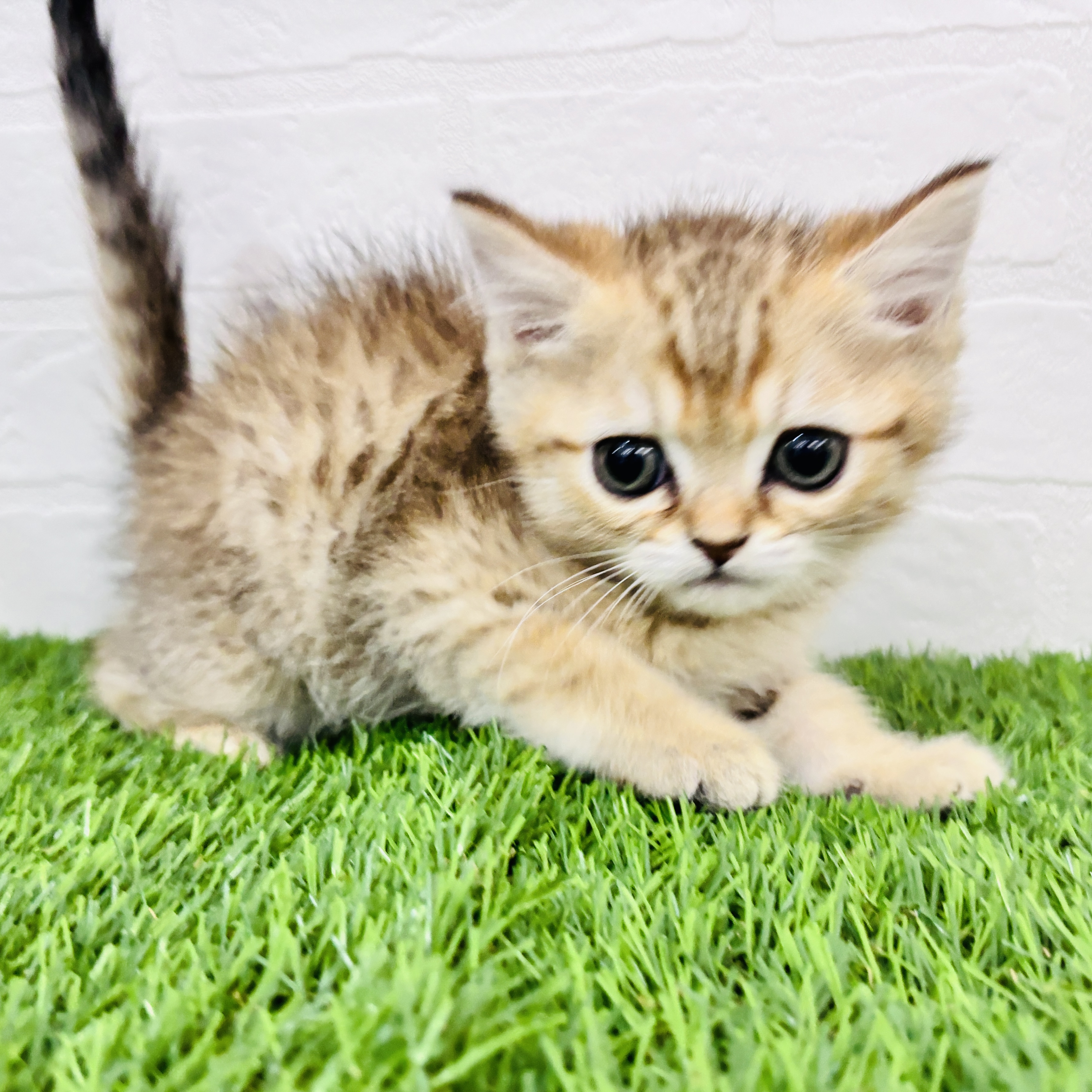 埼玉県のミヌエット (ワンニャンハウス春日部店/2025年10月30日生まれ/男の子/シェーデッドゴールデンタビー)の子猫の2枚目の画像