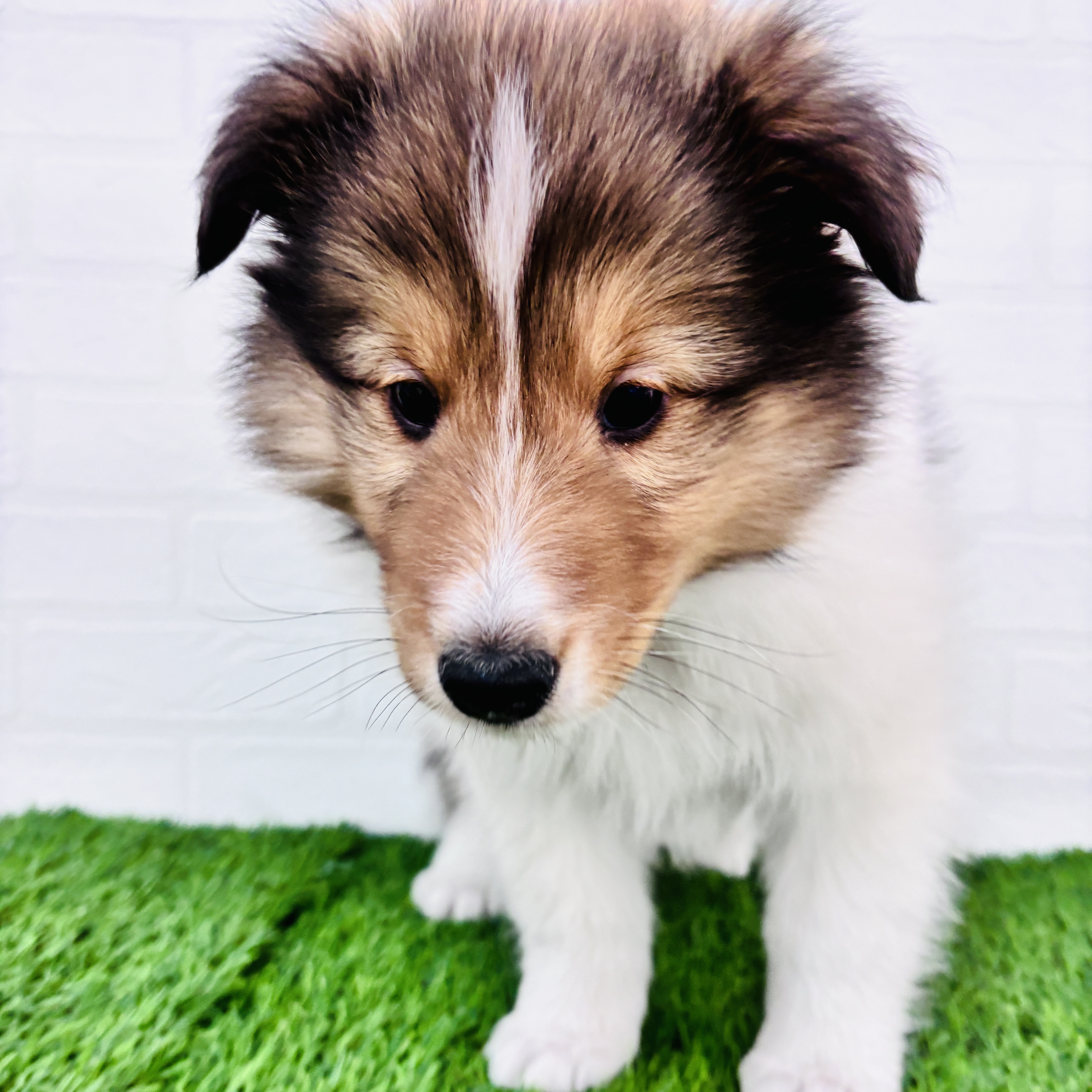 埼玉県のシェットランドシープドッグ (ワンニャンハウス春日部店/2025年10月6日生まれ/男の子/セーブルホワイト)の子犬の1枚目の画像