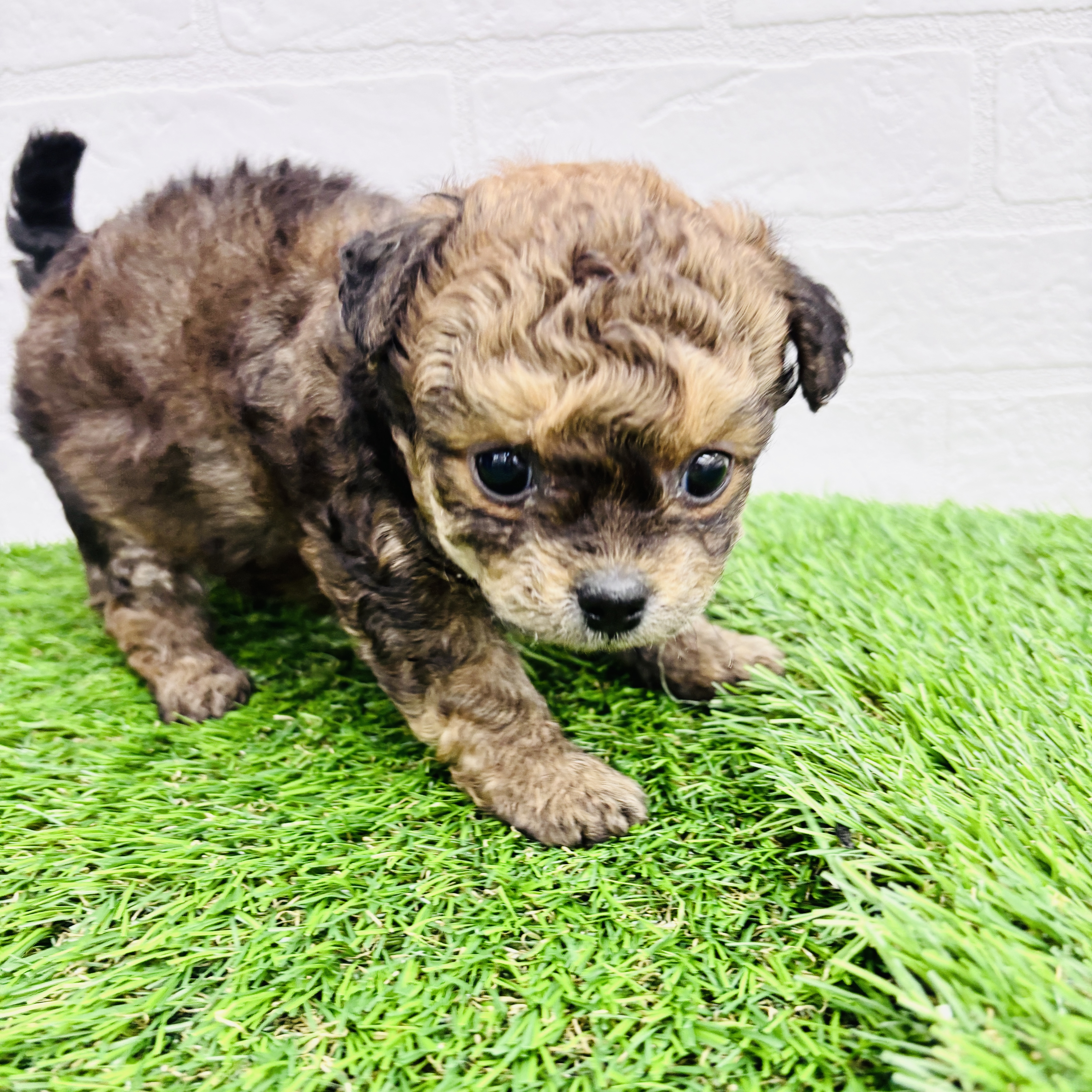 埼玉県のチワプー/プーチー(チワワ×プードル) (ワンニャンハウス春日部店/2025年9月8日生まれ/女の子/ブリンドル)の子犬の1枚目の画像