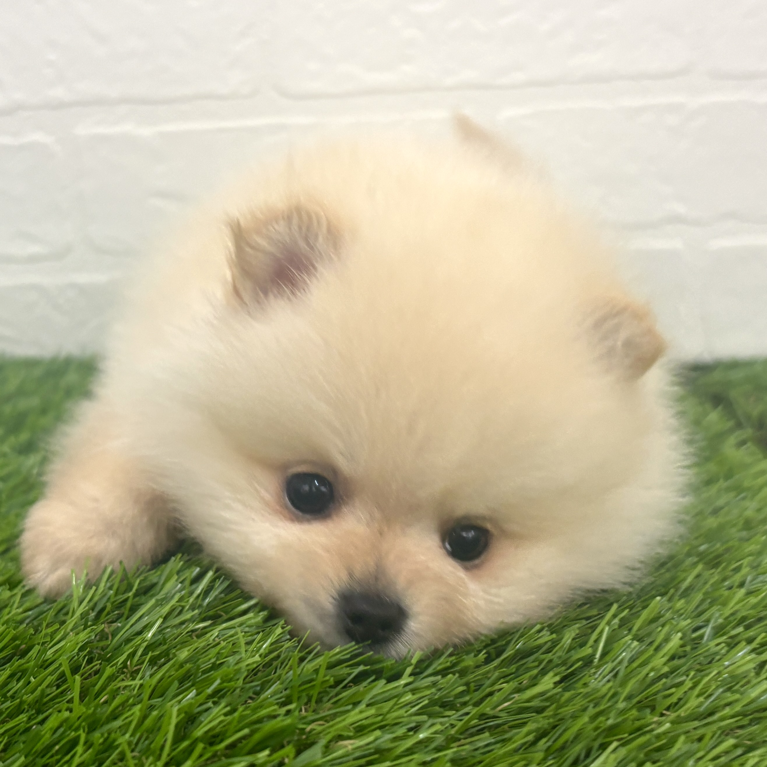 埼玉県のポメラニアン (ワンニャンハウス春日部店/2025年12月25日生まれ/女の子/オレンジ)の子犬の3枚目の画像