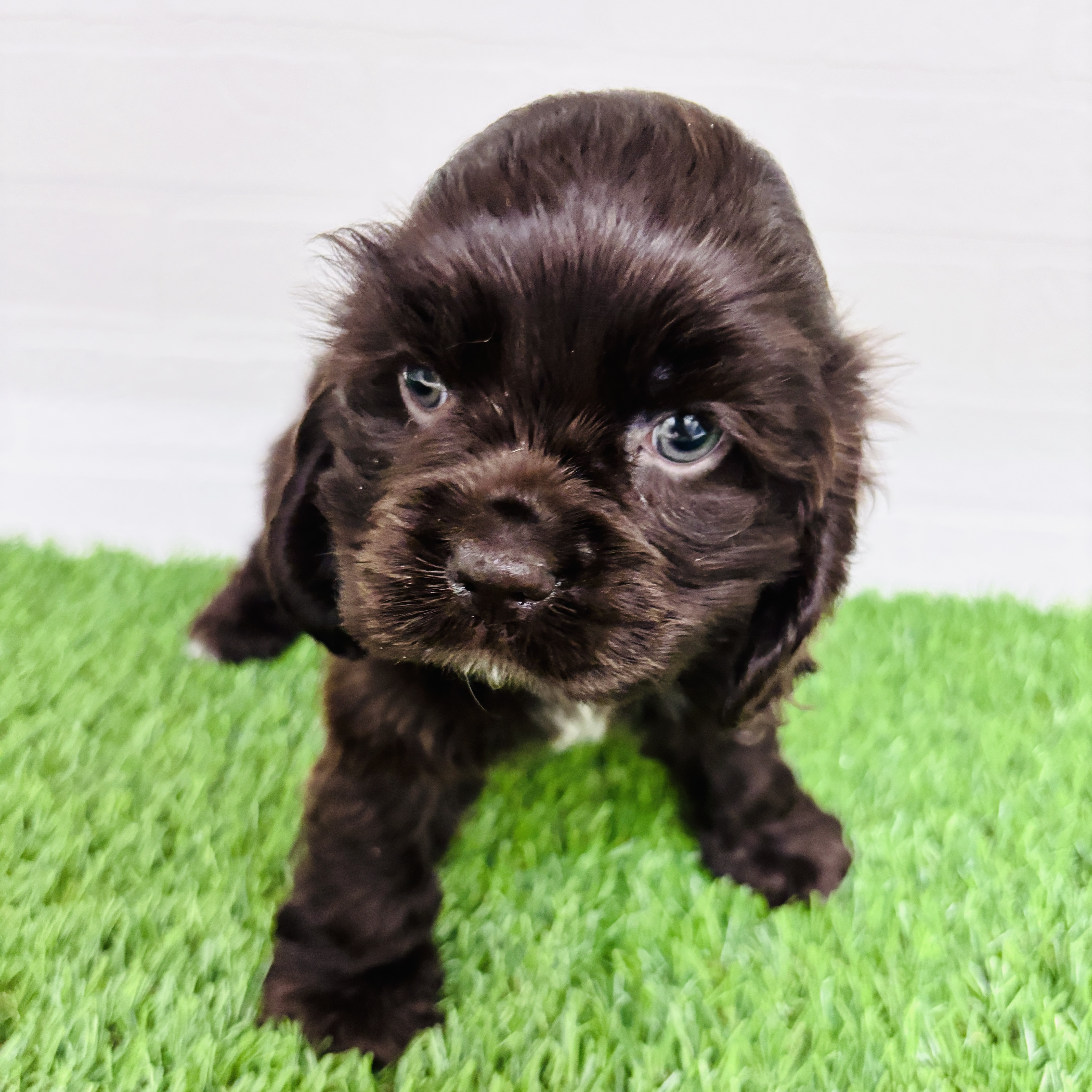 埼玉県のアメリカンコッカースパニエル (ワンニャンハウス春日部店/2025年10月18日生まれ/女の子/チョコレートホワイト)の子犬の1枚目の画像