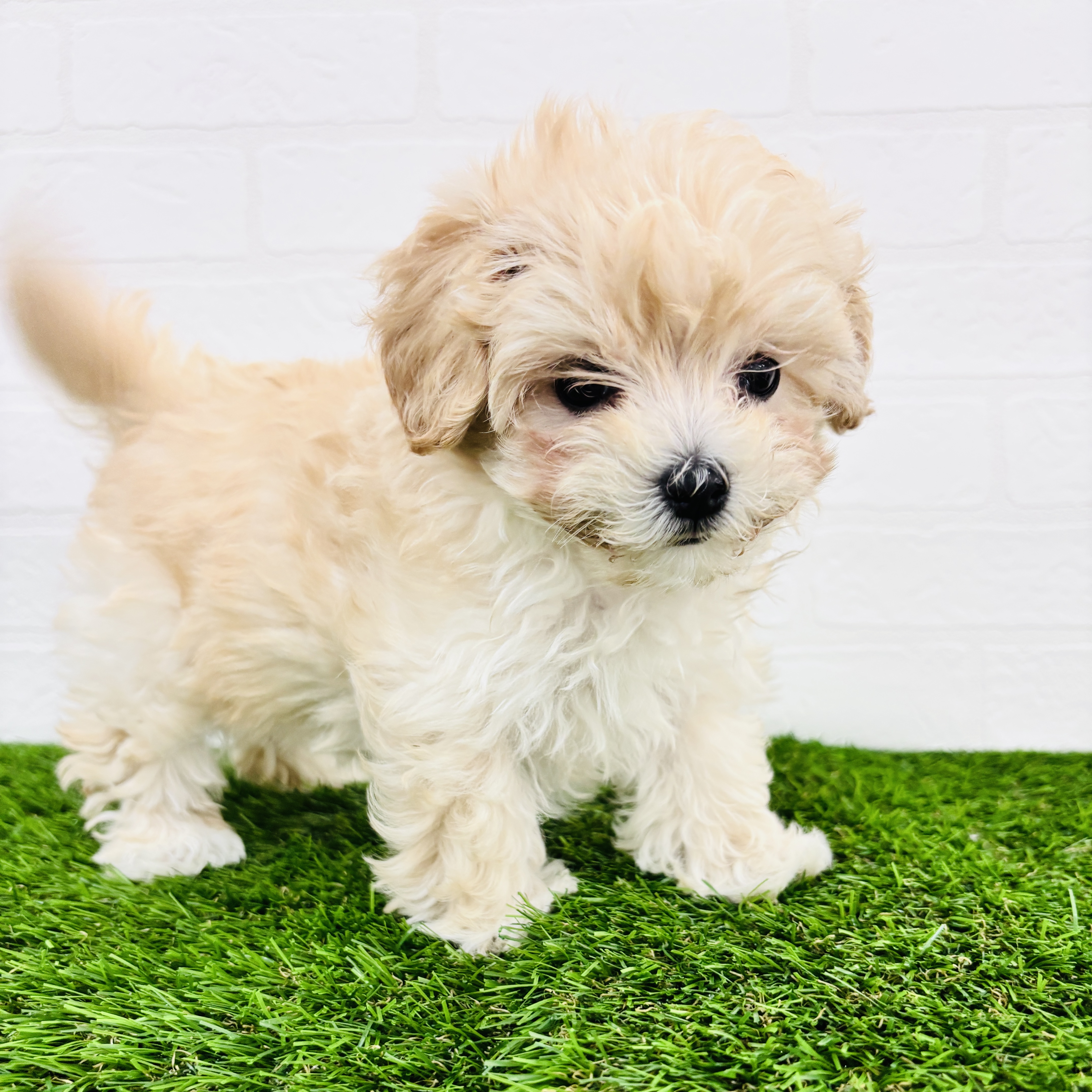 埼玉県のマルプー(マルチーズ×プードル) (ワンニャンハウス春日部店/2025年9月29日生まれ/女の子/クリーム)の子犬の2枚目の画像