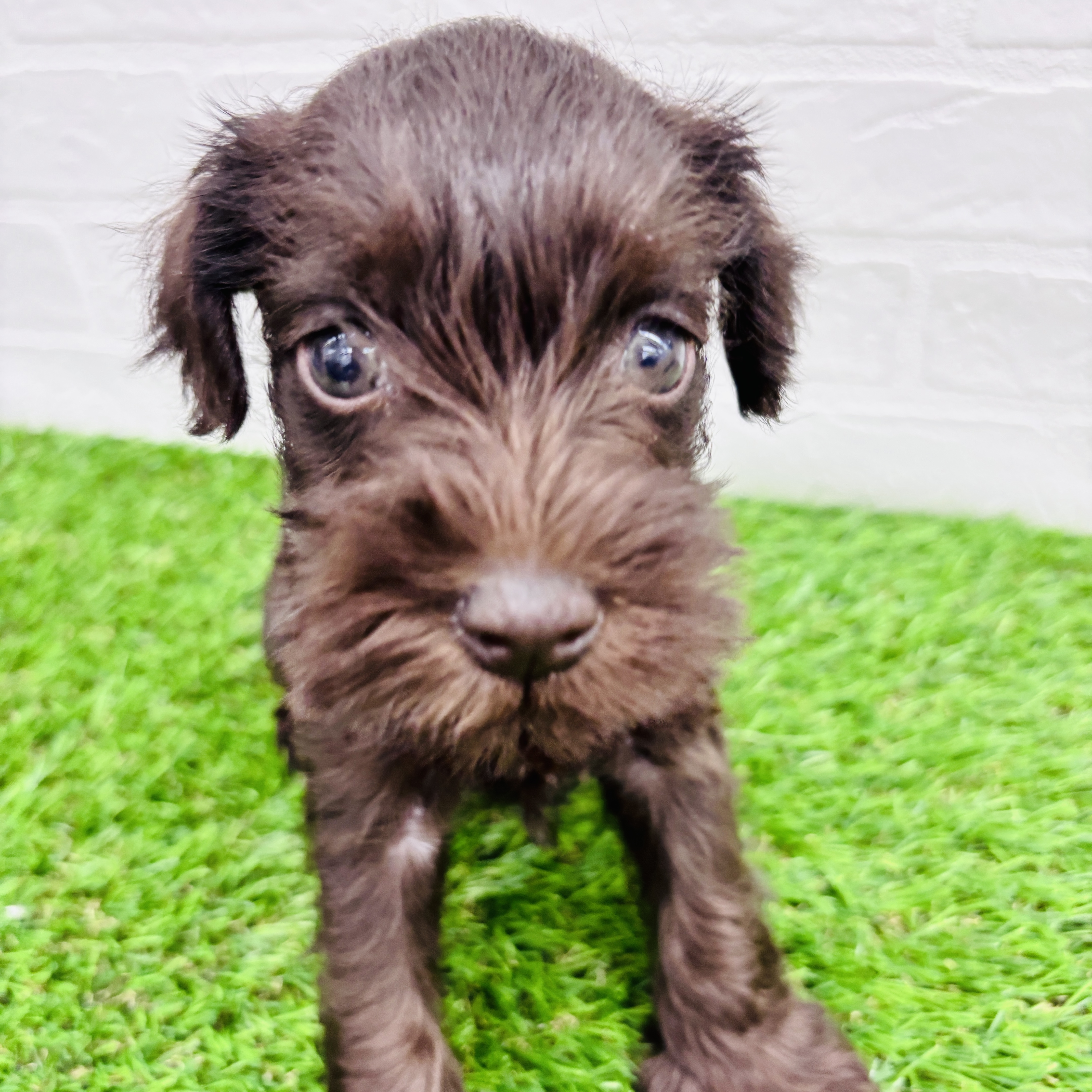 埼玉県のミニチュアシュナウザー (ワンニャンハウス春日部店/2025年9月2日生まれ/女の子/レバー)の子犬の2枚目の画像