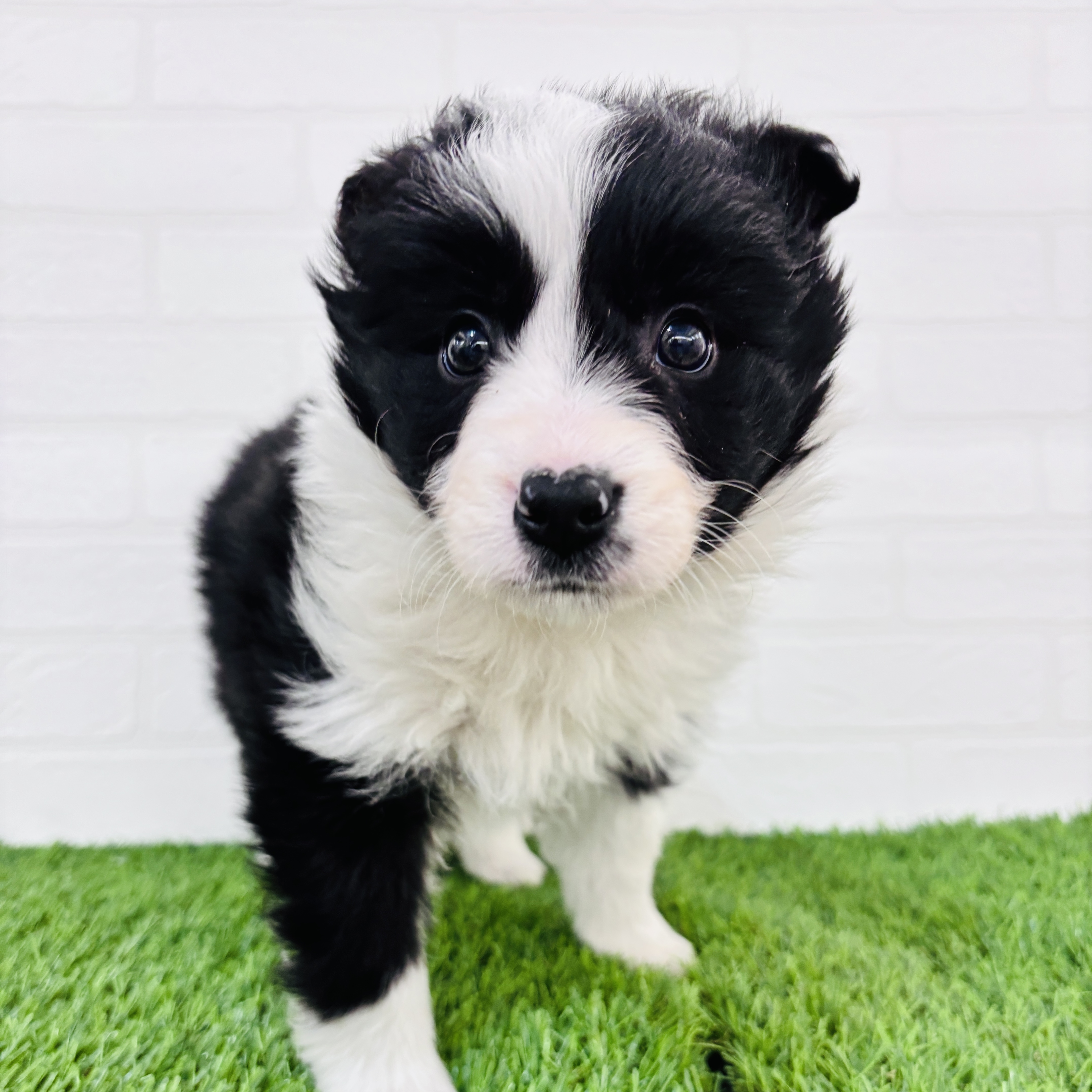 埼玉県のボーダーコリー (ワンニャンハウス春日部店/2025年11月8日生まれ/女の子/ブラックホワイト)の子犬の3枚目の画像