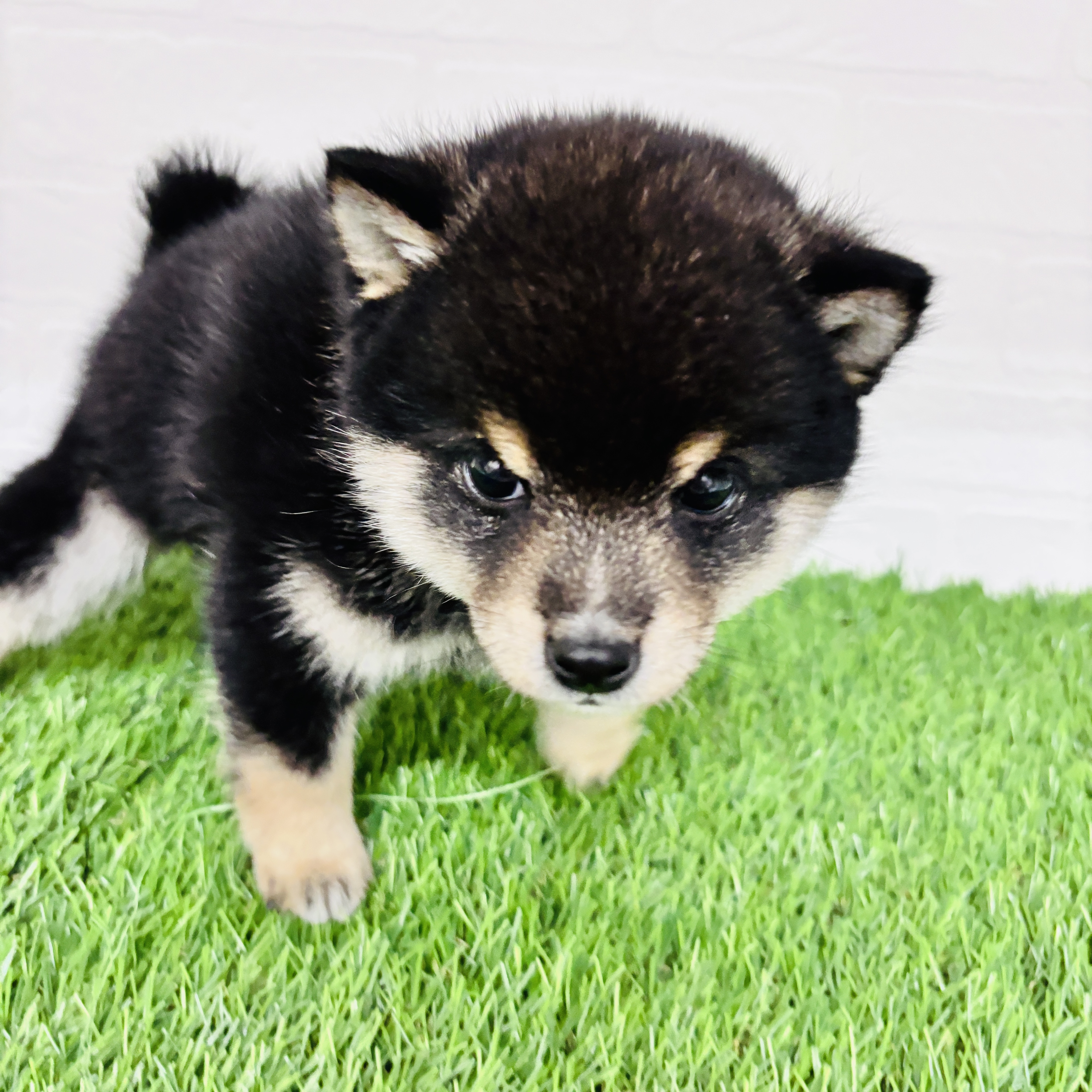 埼玉県の豆柴 (ワンニャンハウス春日部店/2025年10月21日生まれ/男の子/黒)の子犬の3枚目の画像