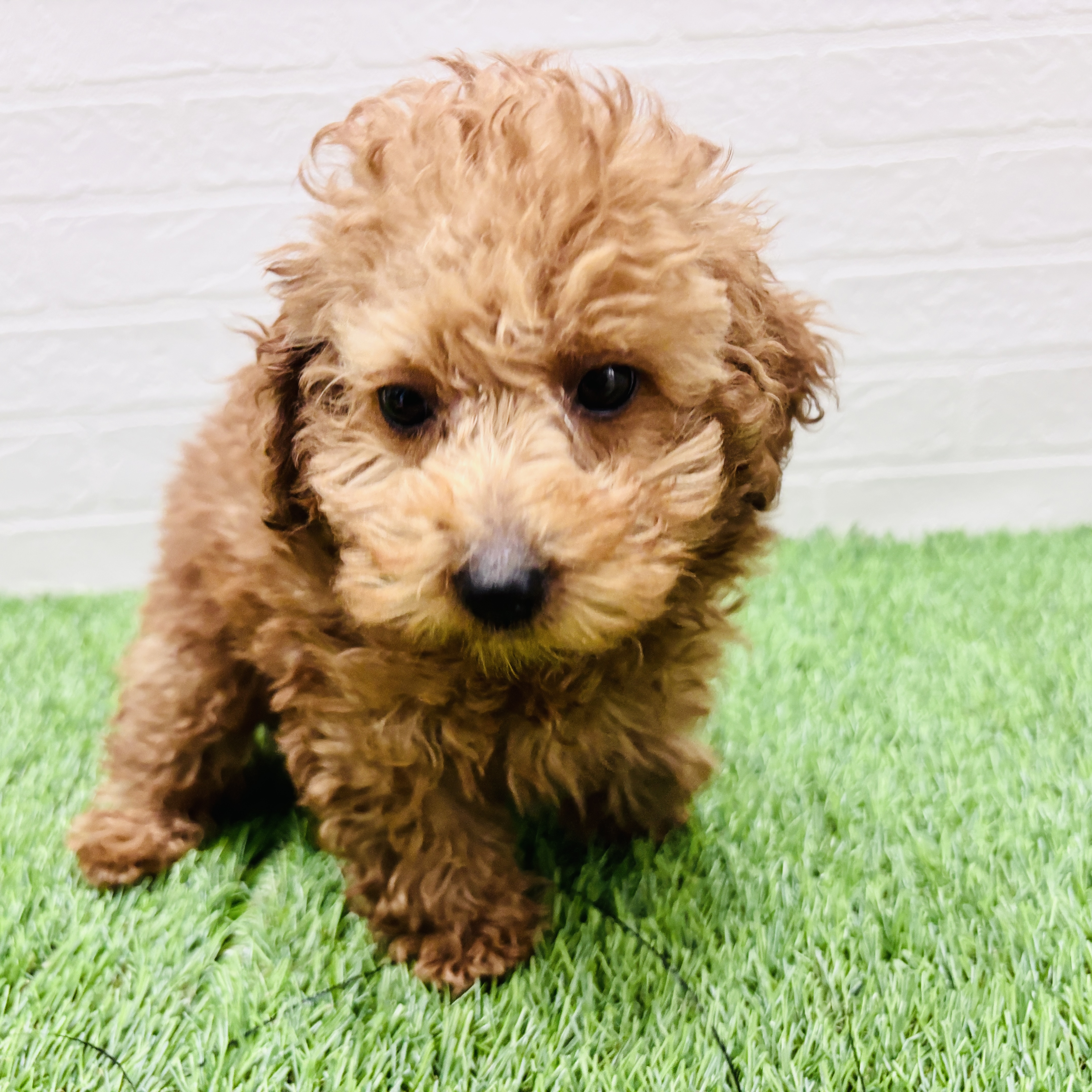 埼玉県のトイプードル(トイ) (ワンニャンハウス春日部店/2025年11月30日生まれ/男の子/レッド)の子犬