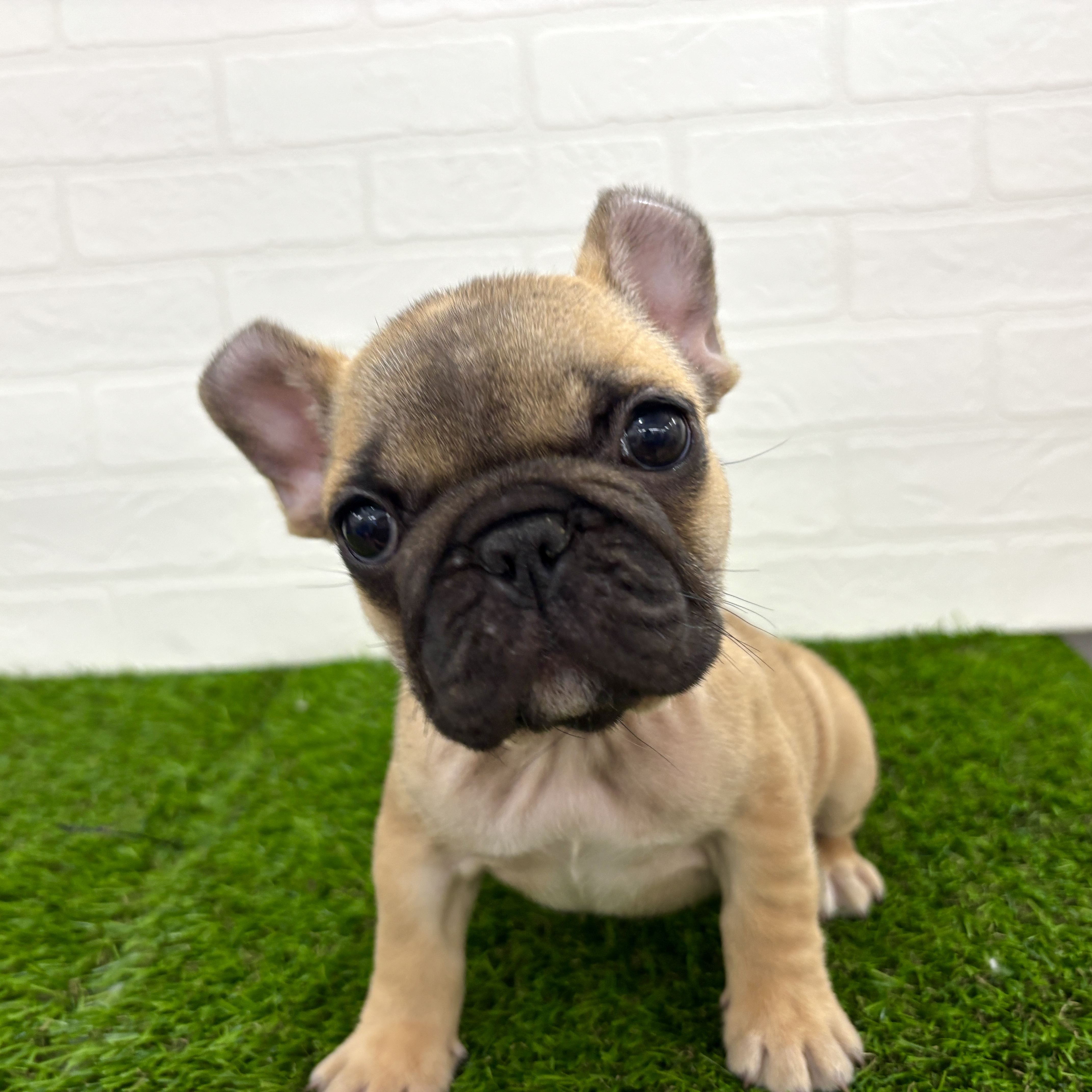埼玉県のフレンチブルドッグ (ワンニャンハウス春日部店/2025年9月22日生まれ/女の子/フォーン)の子犬の2枚目の画像