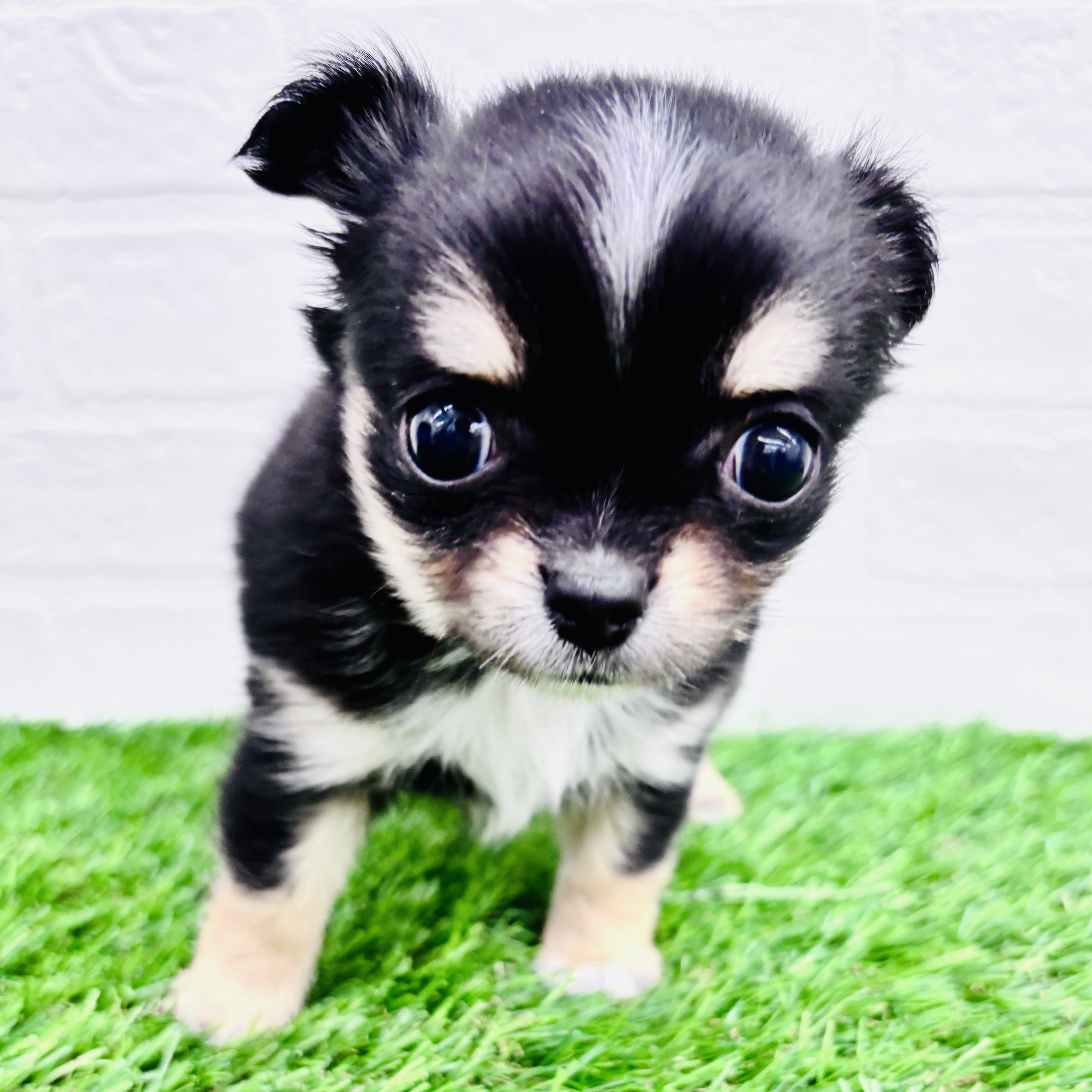 埼玉県のチワワ(ロング) (ワンニャンハウス春日部店/2025年9月2日生まれ/女の子/ブラックタンホワイト)の子犬の1枚目の画像