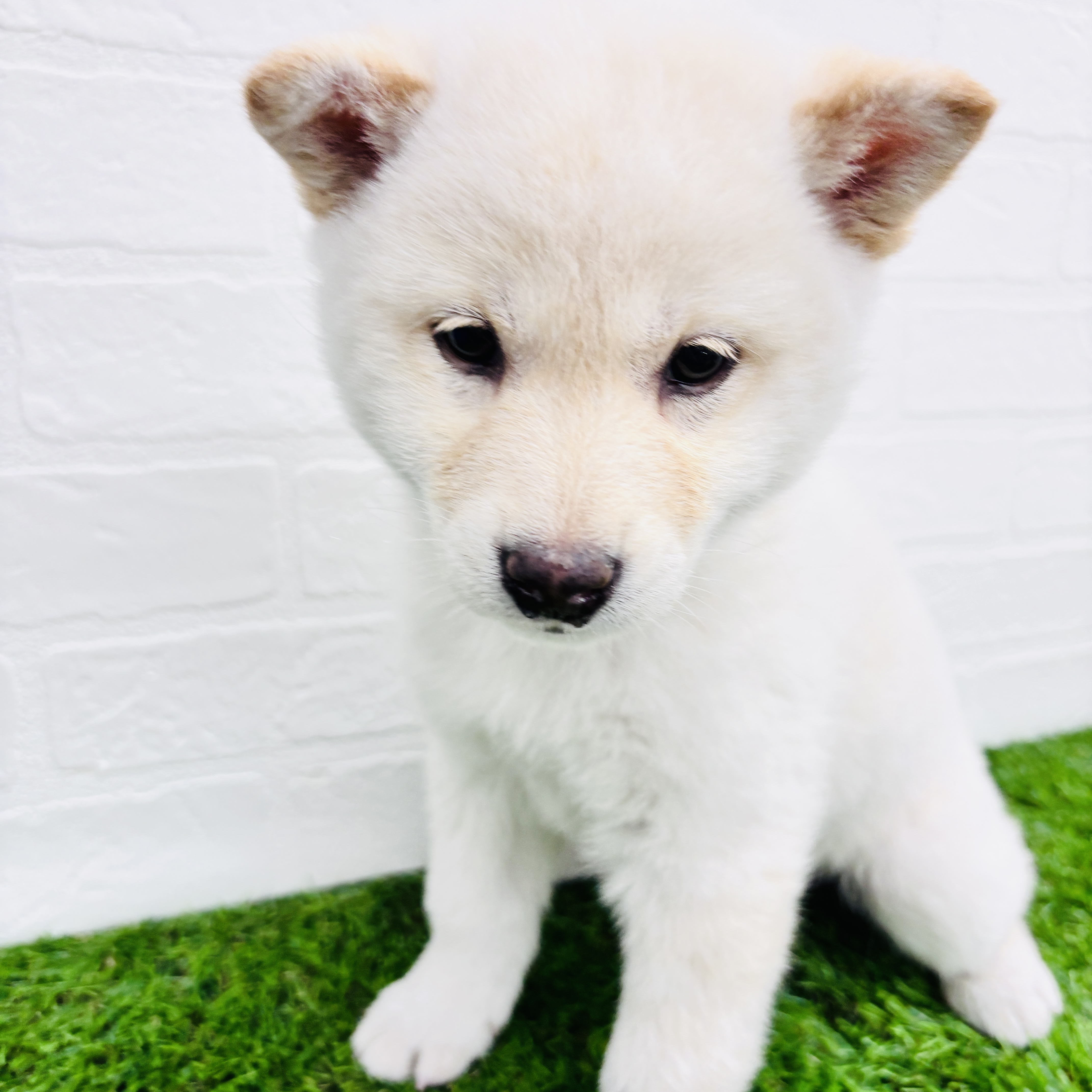 埼玉県の柴犬(標準サイズ) (ワンニャンハウス春日部店/2025年9月8日生まれ/女の子/白)の子犬の2枚目の画像