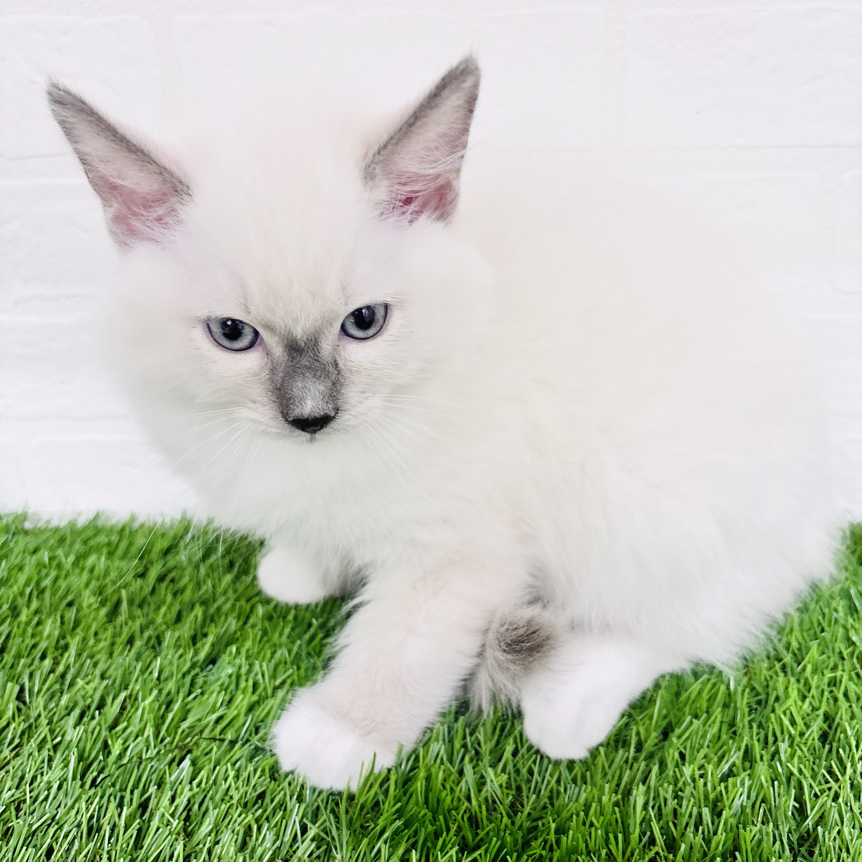 埼玉県のラグドール (ワンニャンハウス春日部店/2025年10月10日生まれ/男の子/ブルーポイントミテッド)の子猫の2枚目の画像