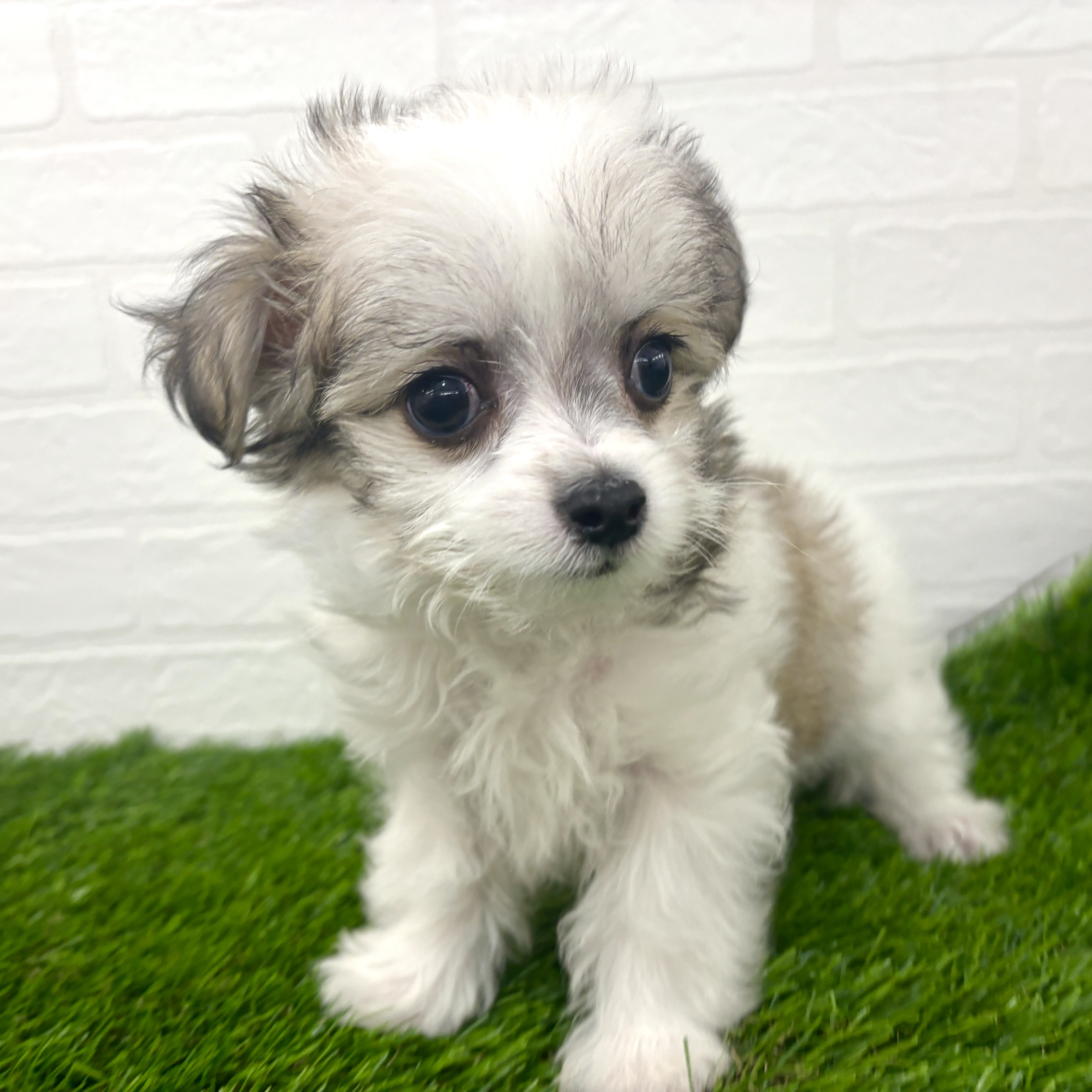 埼玉県のチワマル/マルチワ(チワワ×マルチーズ) (ワンニャンハウス春日部店/2025年12月18日生まれ/男の子/白茶)の子犬の3枚目の画像