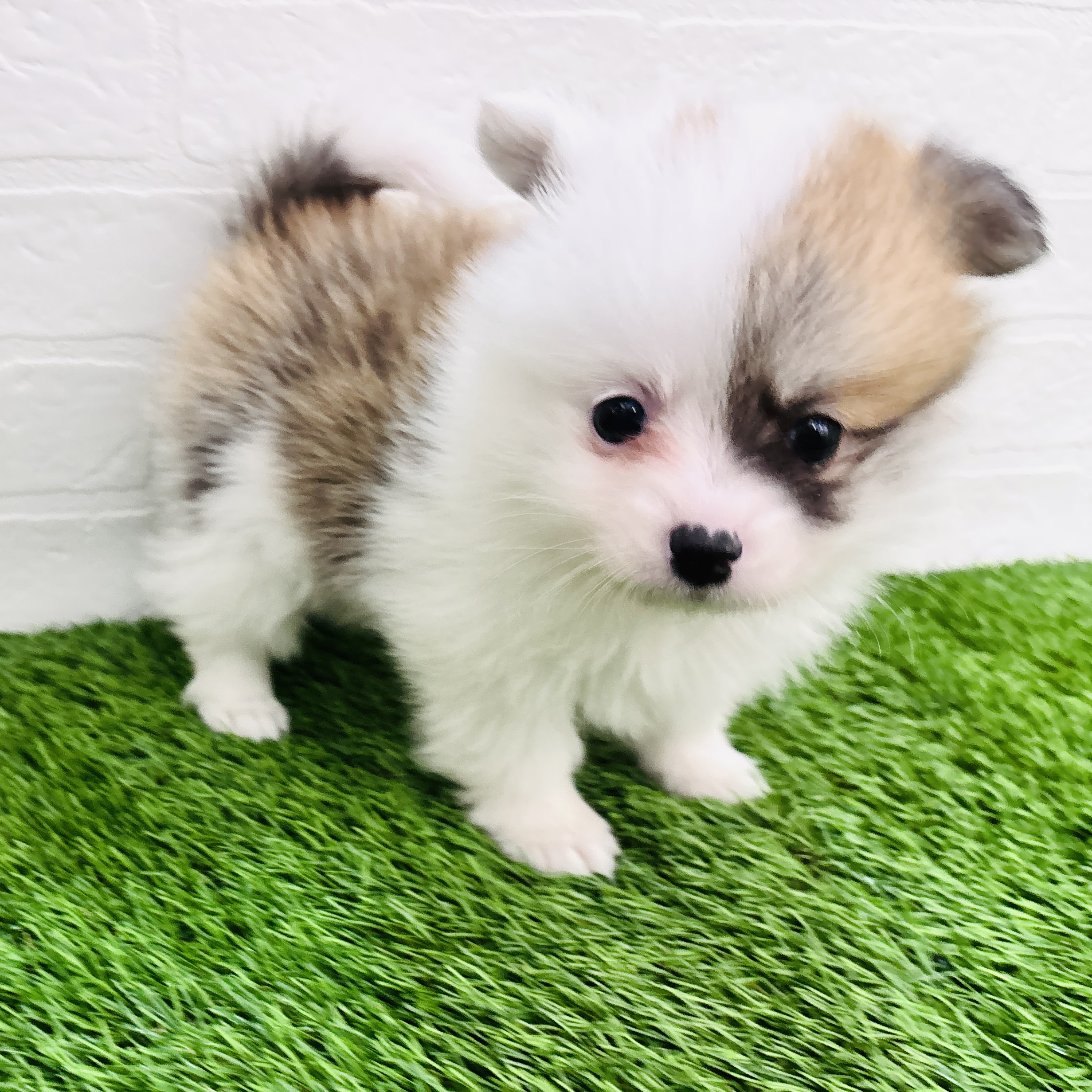 埼玉県のポメコーギー(ポメラニアン×コーギー) (ワンニャンハウス春日部店/2026年1月20日生まれ/女の子/レッドホワイト)の子犬の3枚目の画像