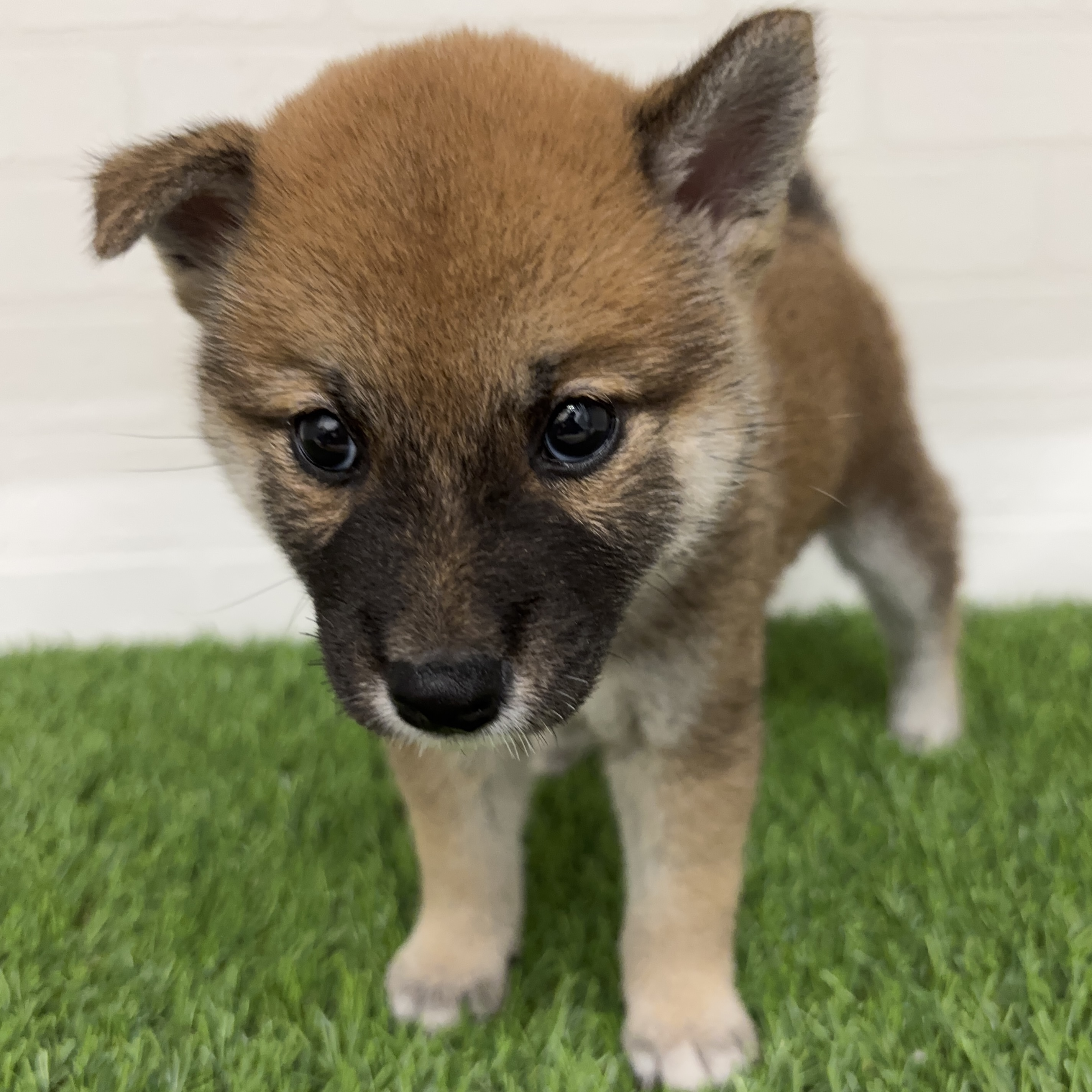 埼玉県の柴犬(標準サイズ) (ワンニャンハウス春日部店/2025年7月20日生まれ/女の子/赤)の子犬の1枚目の画像
