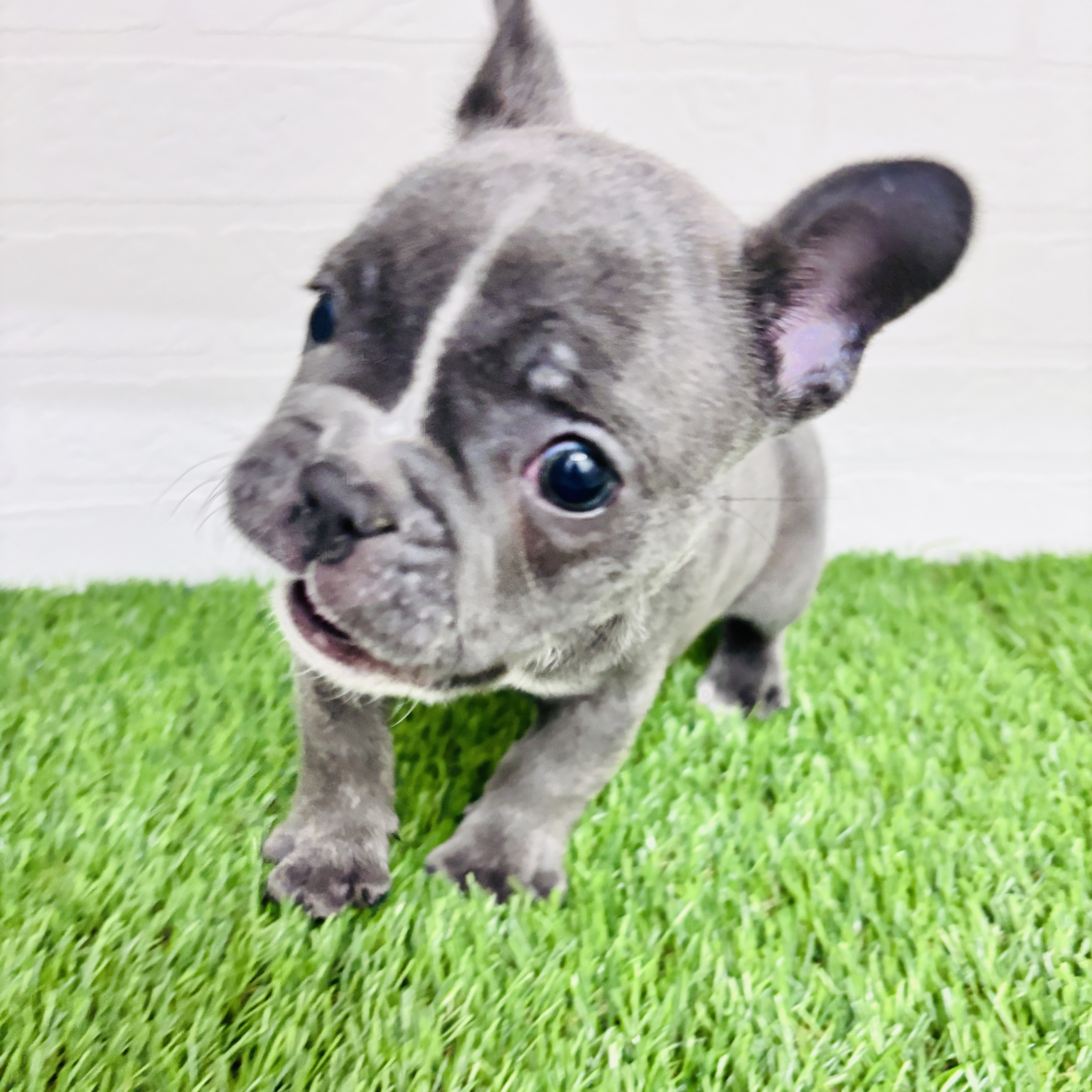 埼玉県のフレンチブルドッグ (ワンニャンハウス春日部店/2025年11月18日生まれ/男の子/ブルーホワイト)の子犬の2枚目の画像