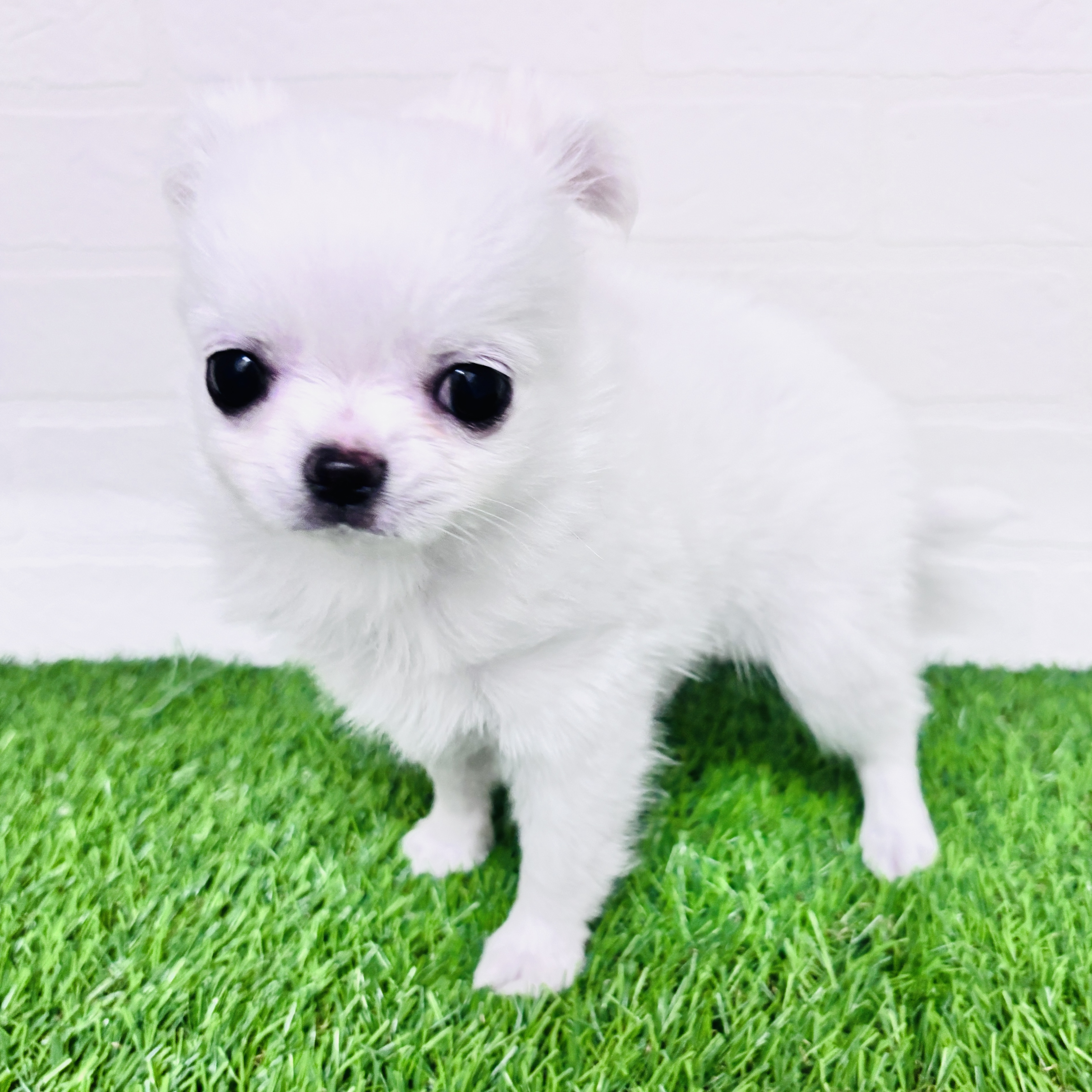 埼玉県のチワワ(ロング) (ワンニャンハウス春日部店/2025年12月3日生まれ/男の子/クリーム)の子犬の2枚目の画像