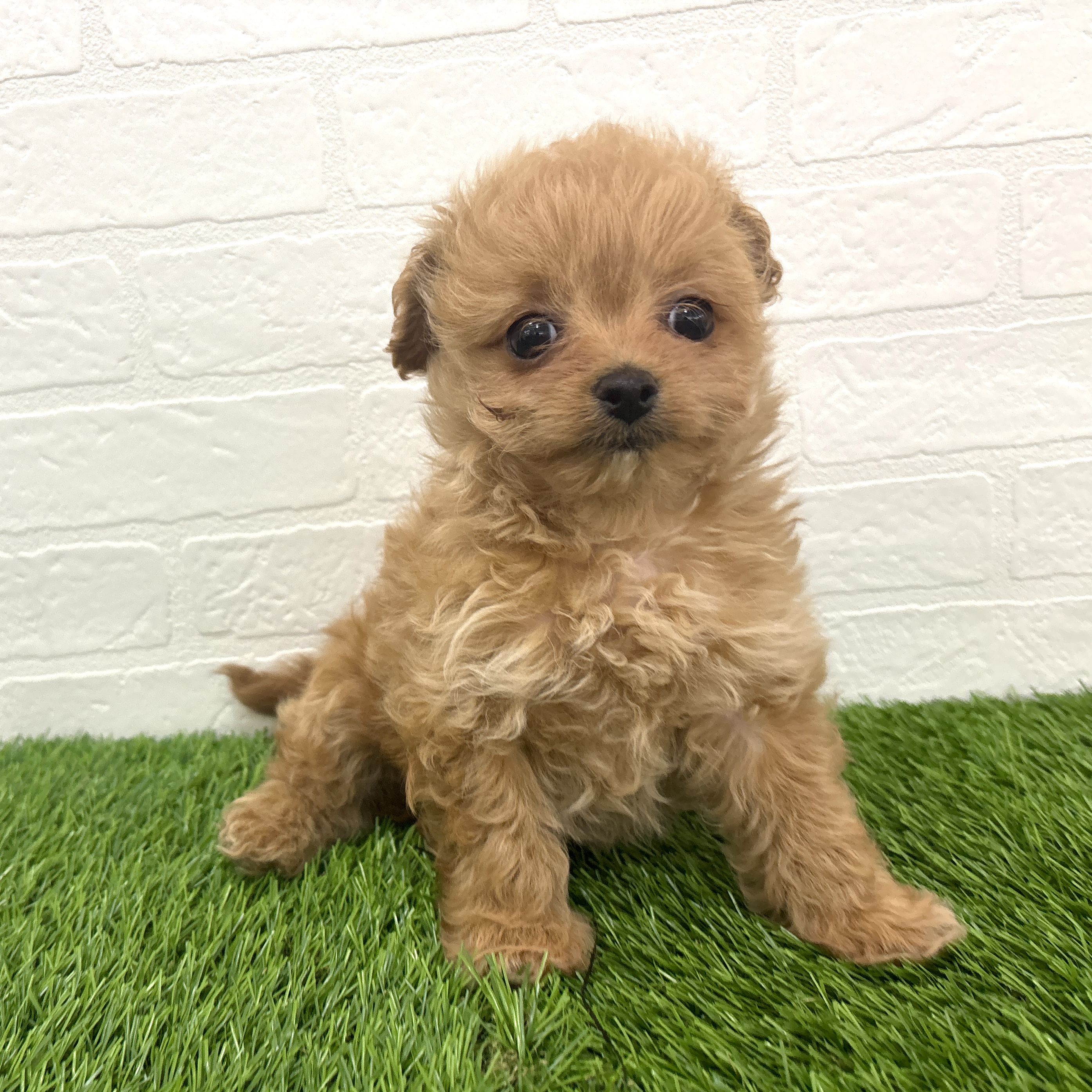 埼玉県のチワプー/プーチー(チワワ×プードル) (ワンニャンハウス春日部店/2025年12月25日生まれ/女の子/アプリコット)の子犬