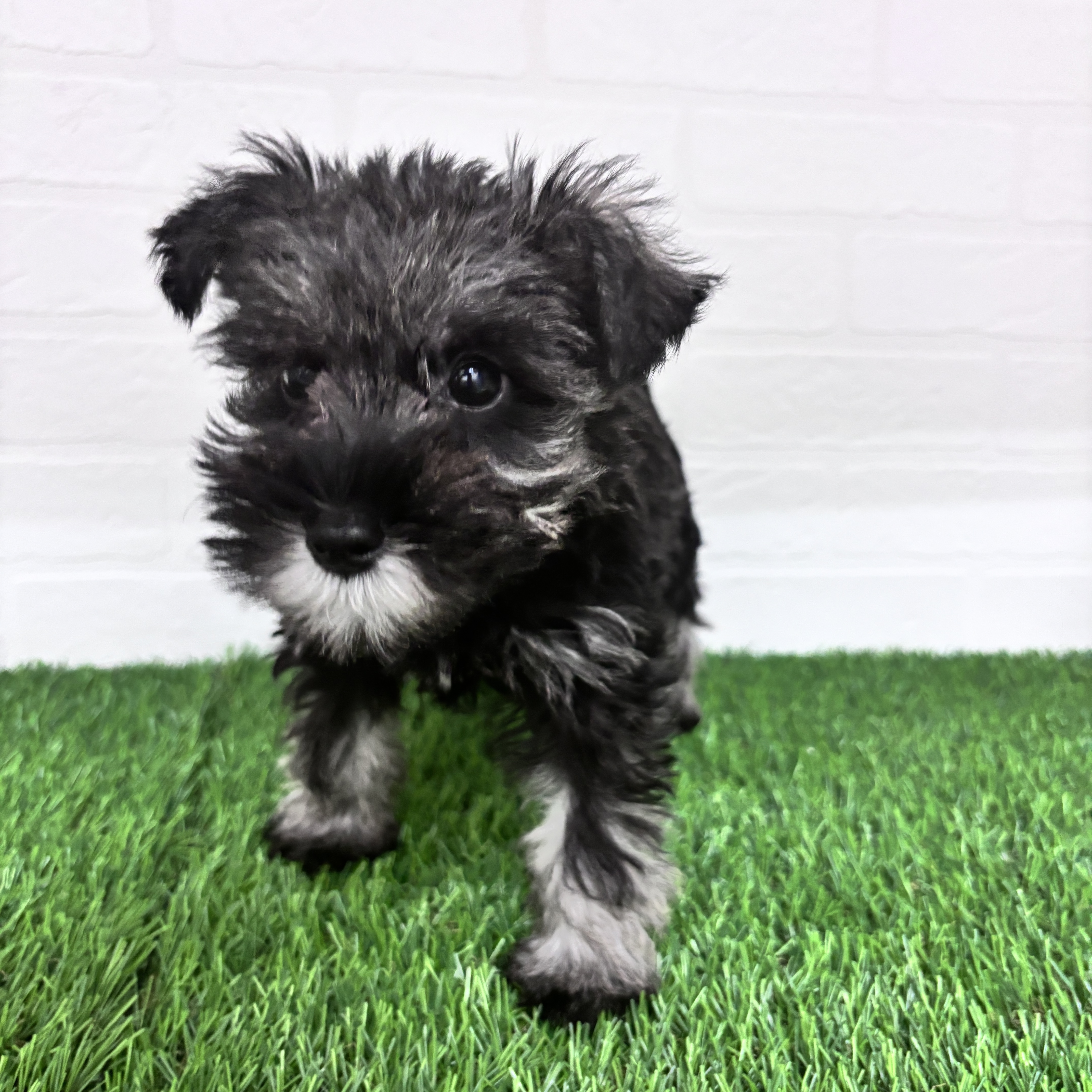 東京都のミニチュアシュナウザー (ワンニャンハウス豊島5丁目店/2025年10月12日生まれ/女の子/ソルトペッパー)の子犬の3枚目の画像