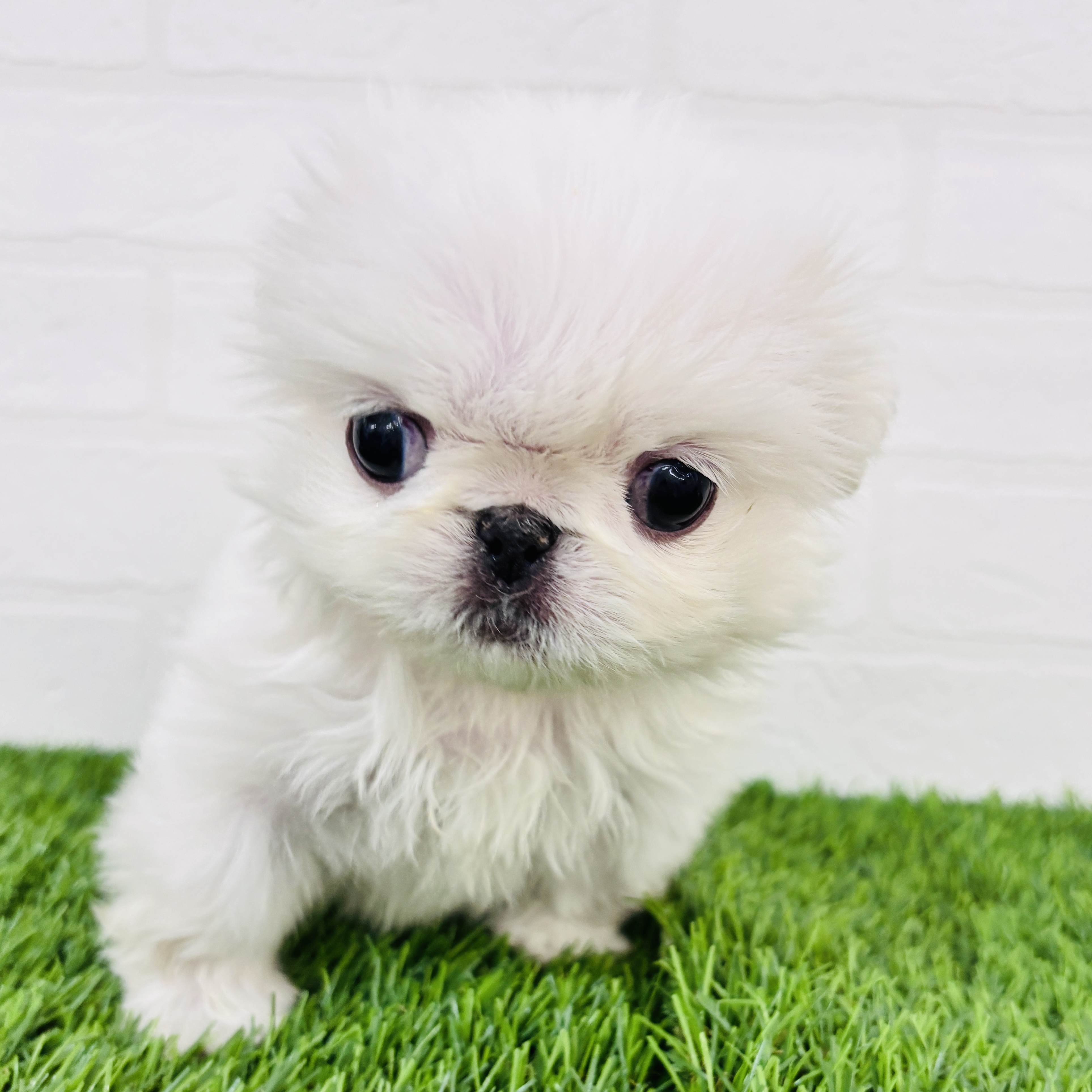 埼玉県のペキニーズ (ワンニャンハウス春日部店/2025年11月11日生まれ/女の子/ホワイト)の子犬の1枚目の画像