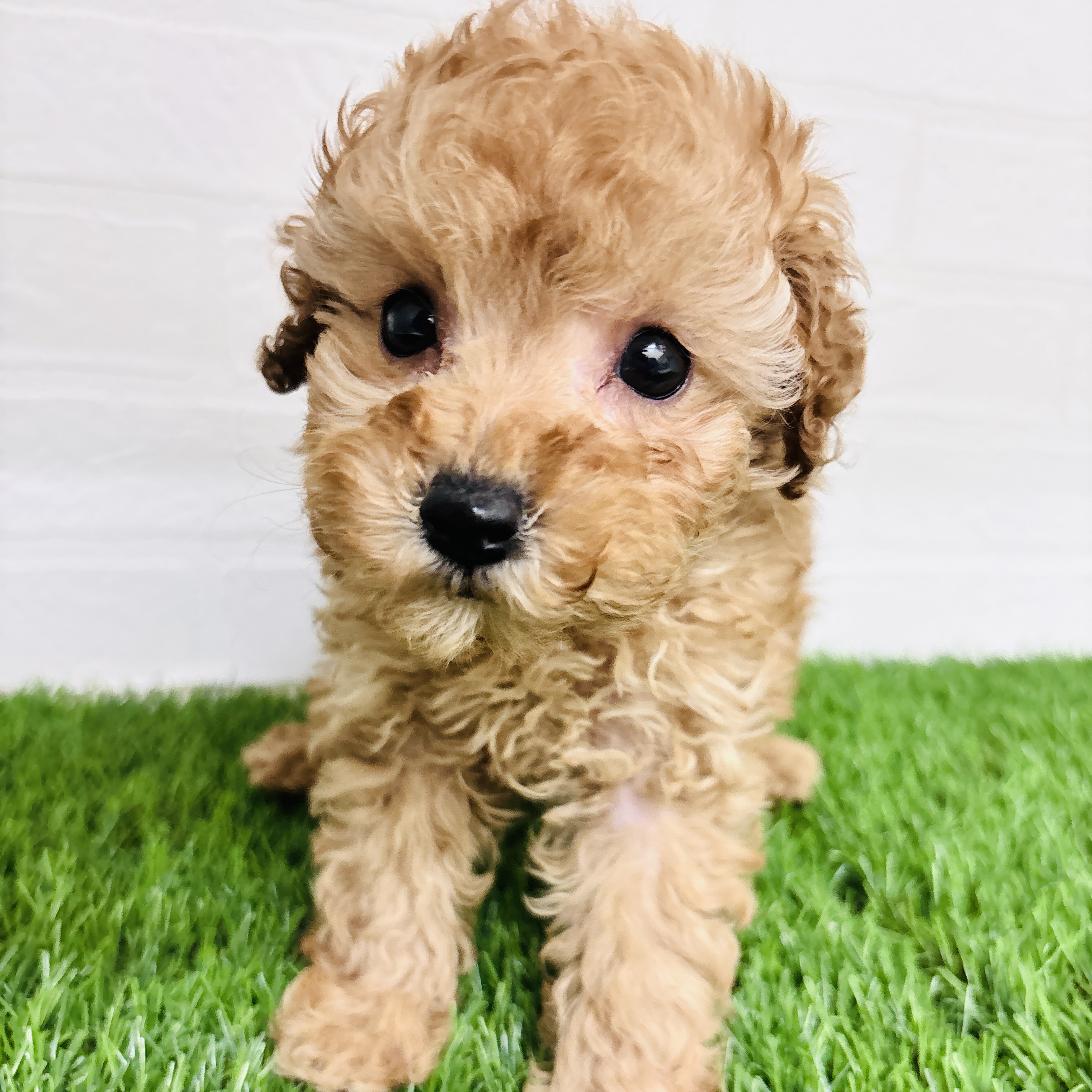 埼玉県のトイプードル(トイ) (ワンニャンハウス春日部店/2025年11月17日生まれ/女の子/アプリコット)の子犬の1枚目の画像