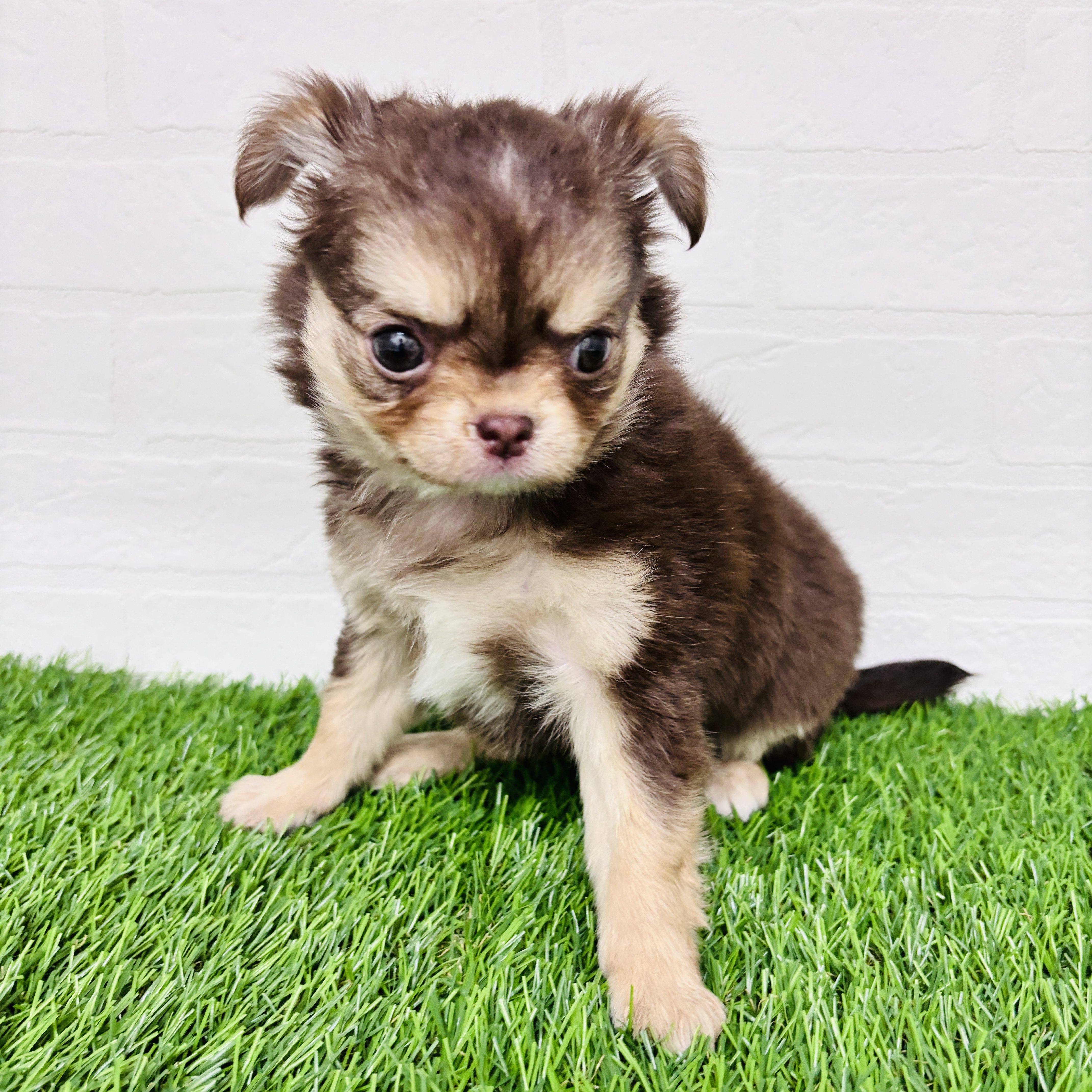 埼玉県のチワワ(ロング) (ワンニャンハウス春日部店/2025年10月13日生まれ/男の子/チョコレートクリームタン)の子犬の3枚目の画像