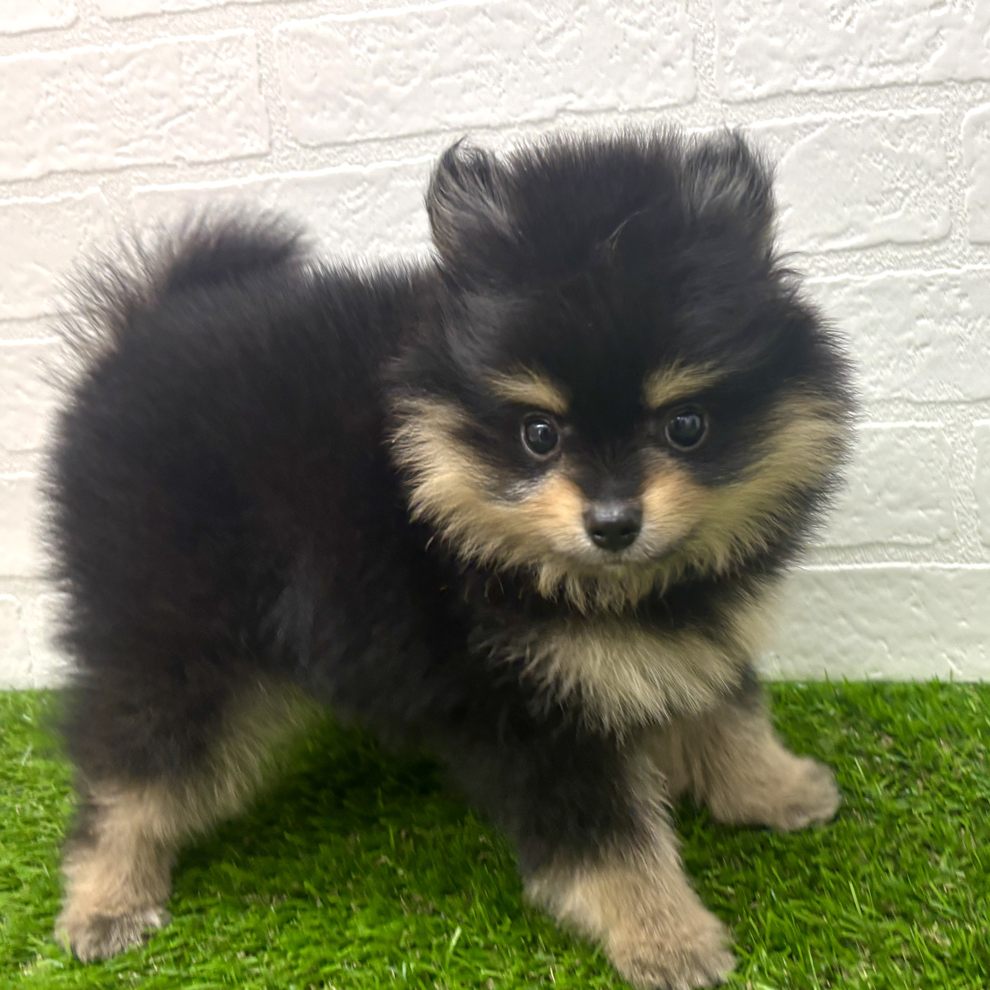 埼玉県のポメラニアン (ワンニャンハウス春日部店/2026年4月7日生まれ/男の子/ブラックタン)の子犬の1枚目の画像