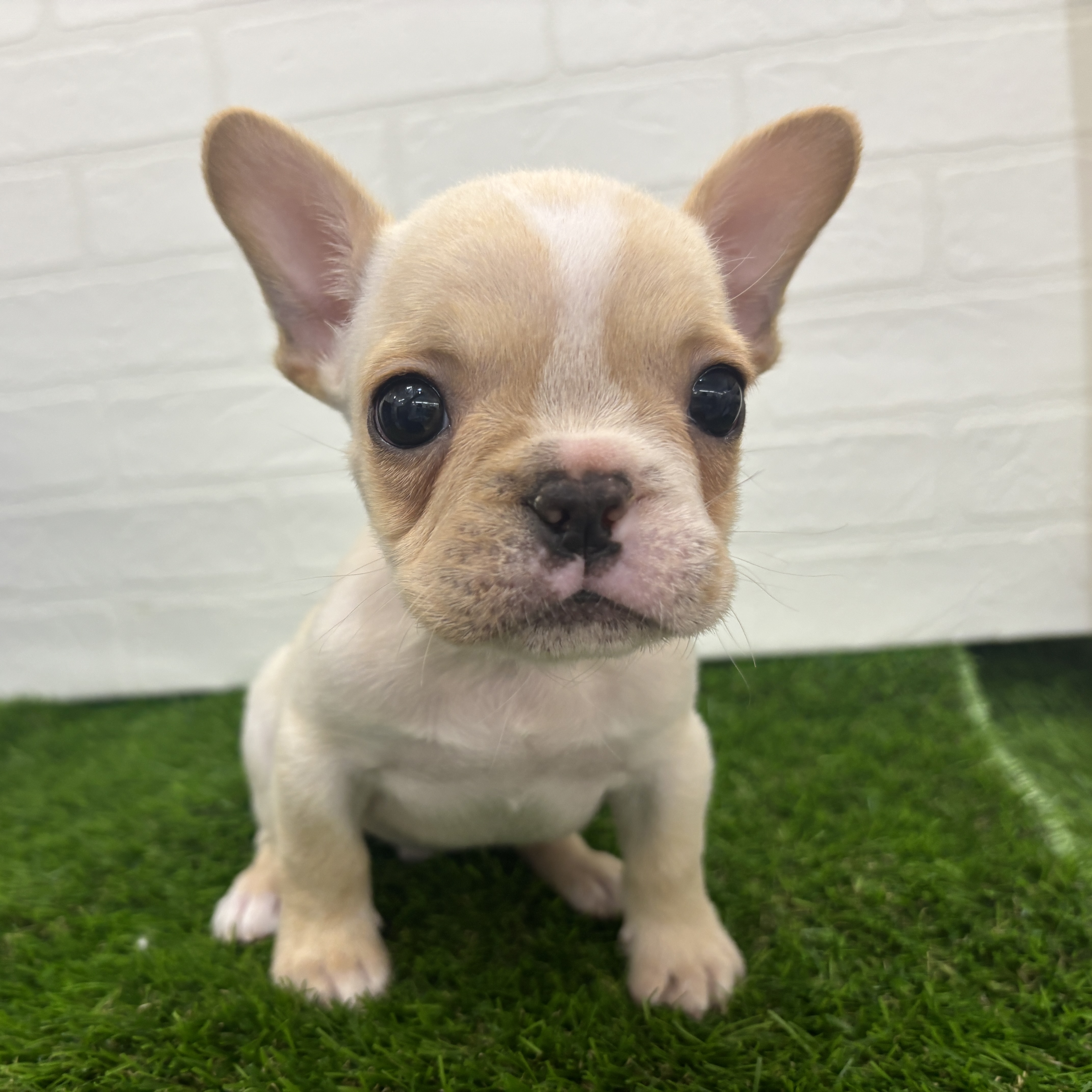 埼玉県のフレンチブルドッグ (ワンニャンハウス春日部店/2026年2月12日生まれ/男の子/クリーム)の子犬