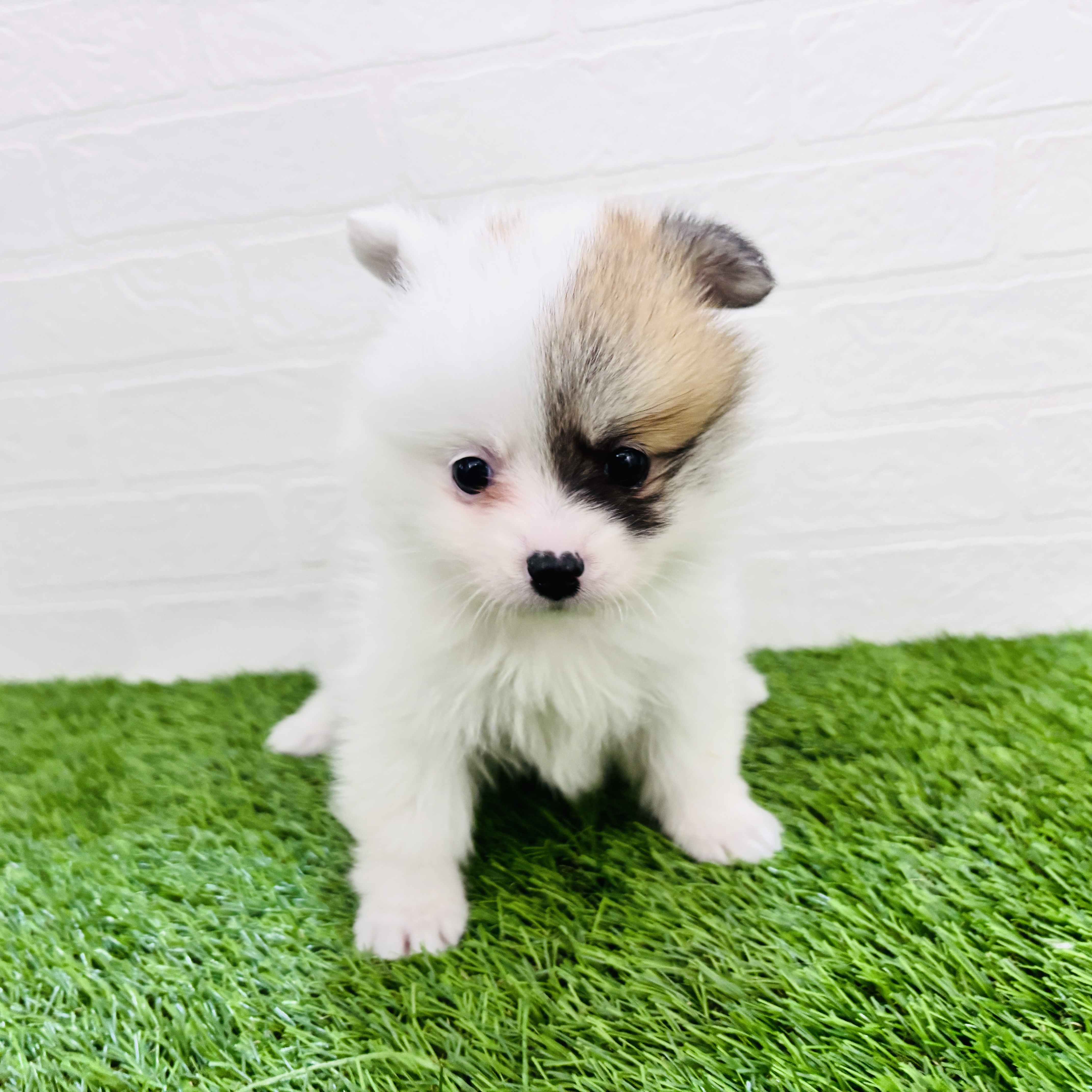 埼玉県のポメコーギー(ポメラニアン×コーギー) (ワンニャンハウス春日部店/2026年1月20日生まれ/女の子/レッドホワイト)の子犬の2枚目の画像