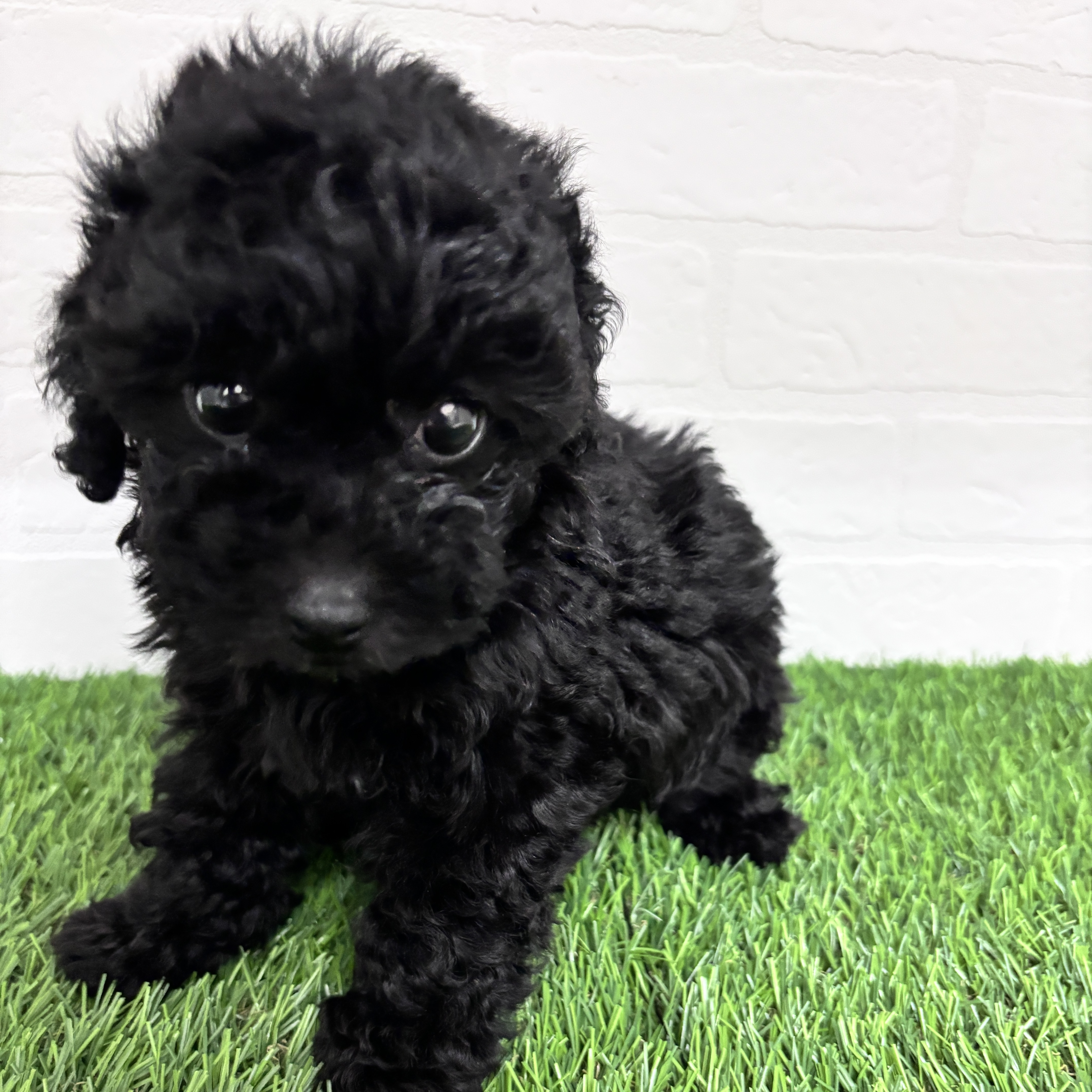 埼玉県のトイプードル(トイ) (ワンニャンハウス春日部店/2025年10月10日生まれ/女の子/ブラック)の子犬の1枚目の画像