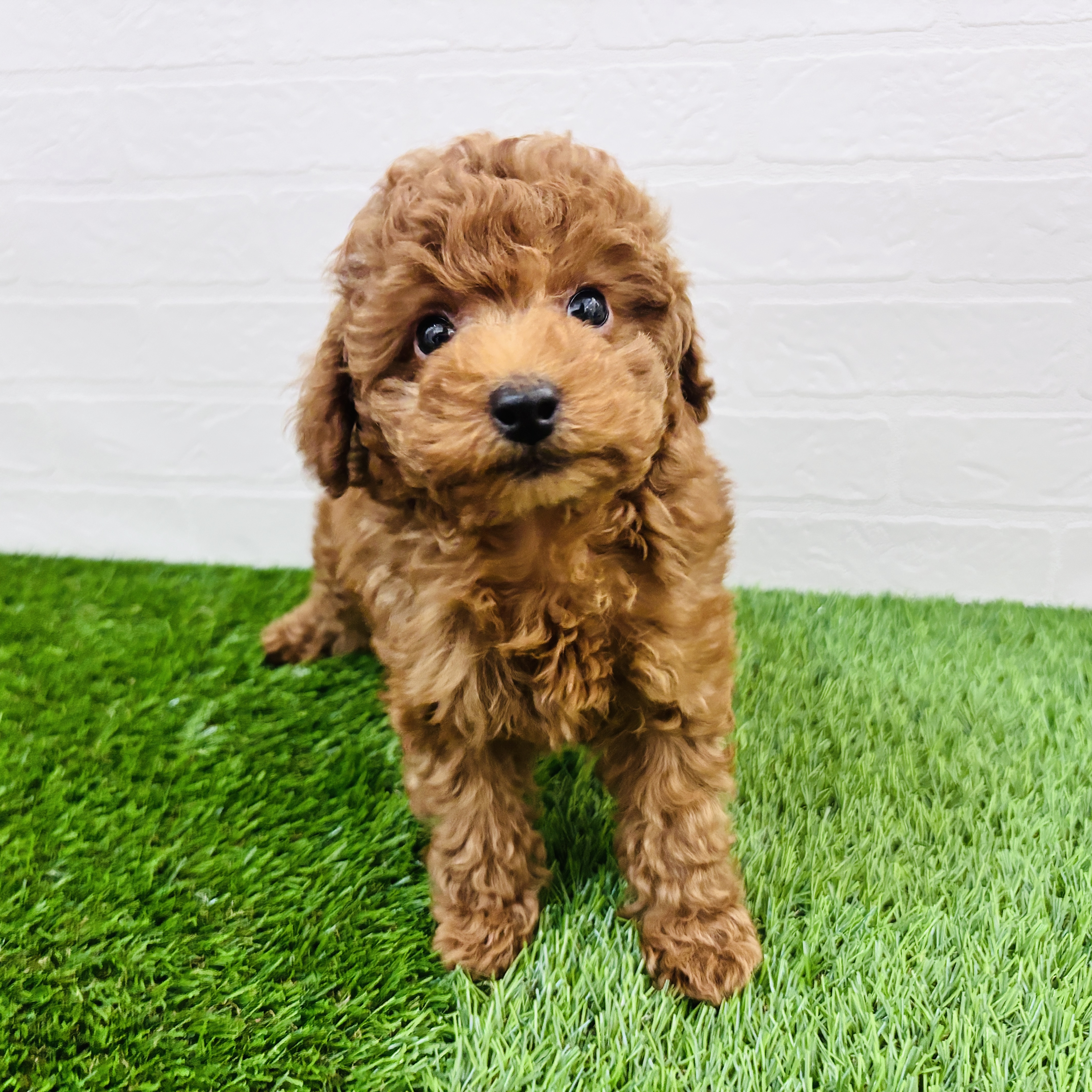 埼玉県のトイプードル(トイ) (ワンニャンハウス春日部店/2026年1月30日生まれ/男の子/レッドフォーン)の子犬の1枚目の画像