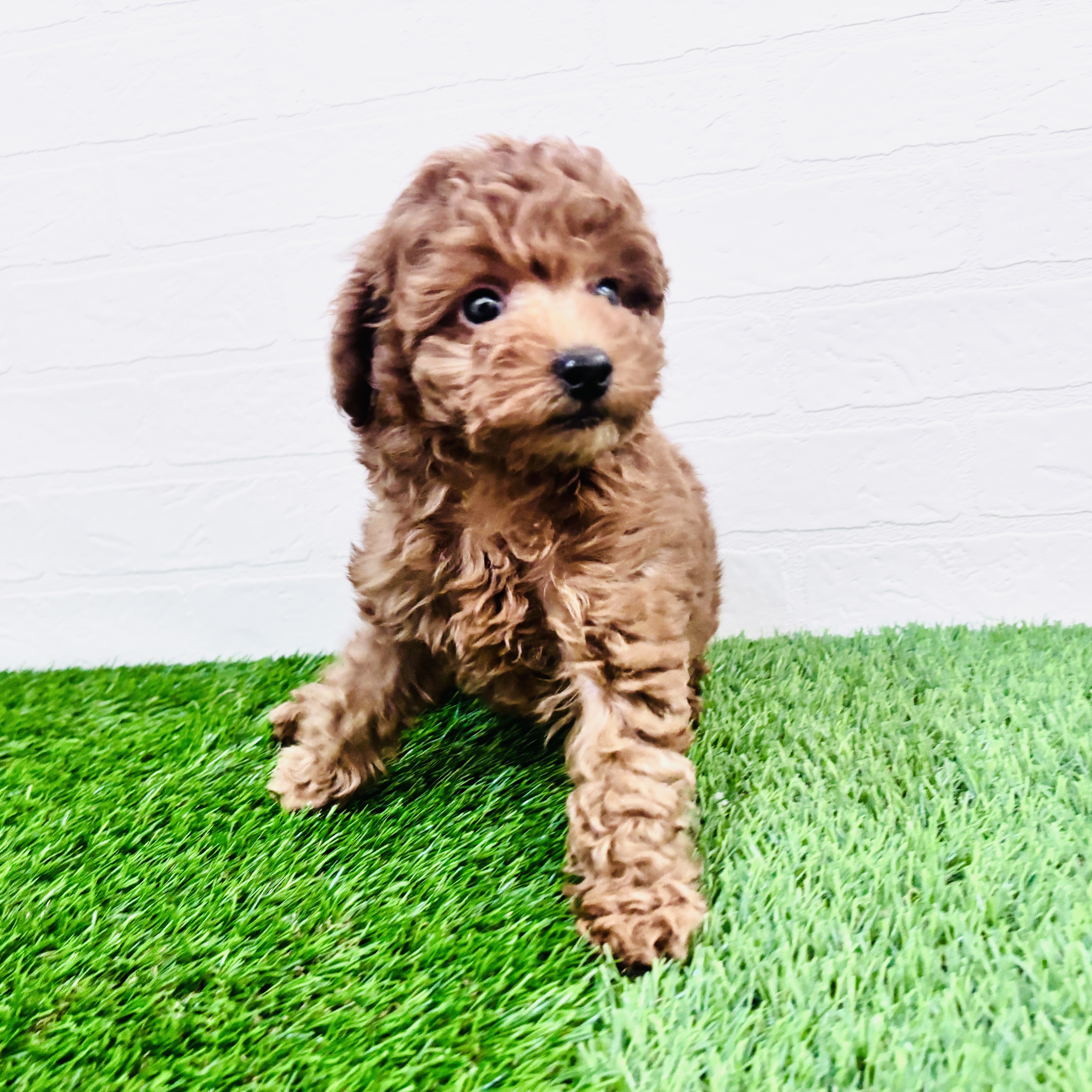 埼玉県のトイプードル(トイ) (ワンニャンハウス春日部店/2026年1月30日生まれ/男の子/レッドフォーン)の子犬の3枚目の画像