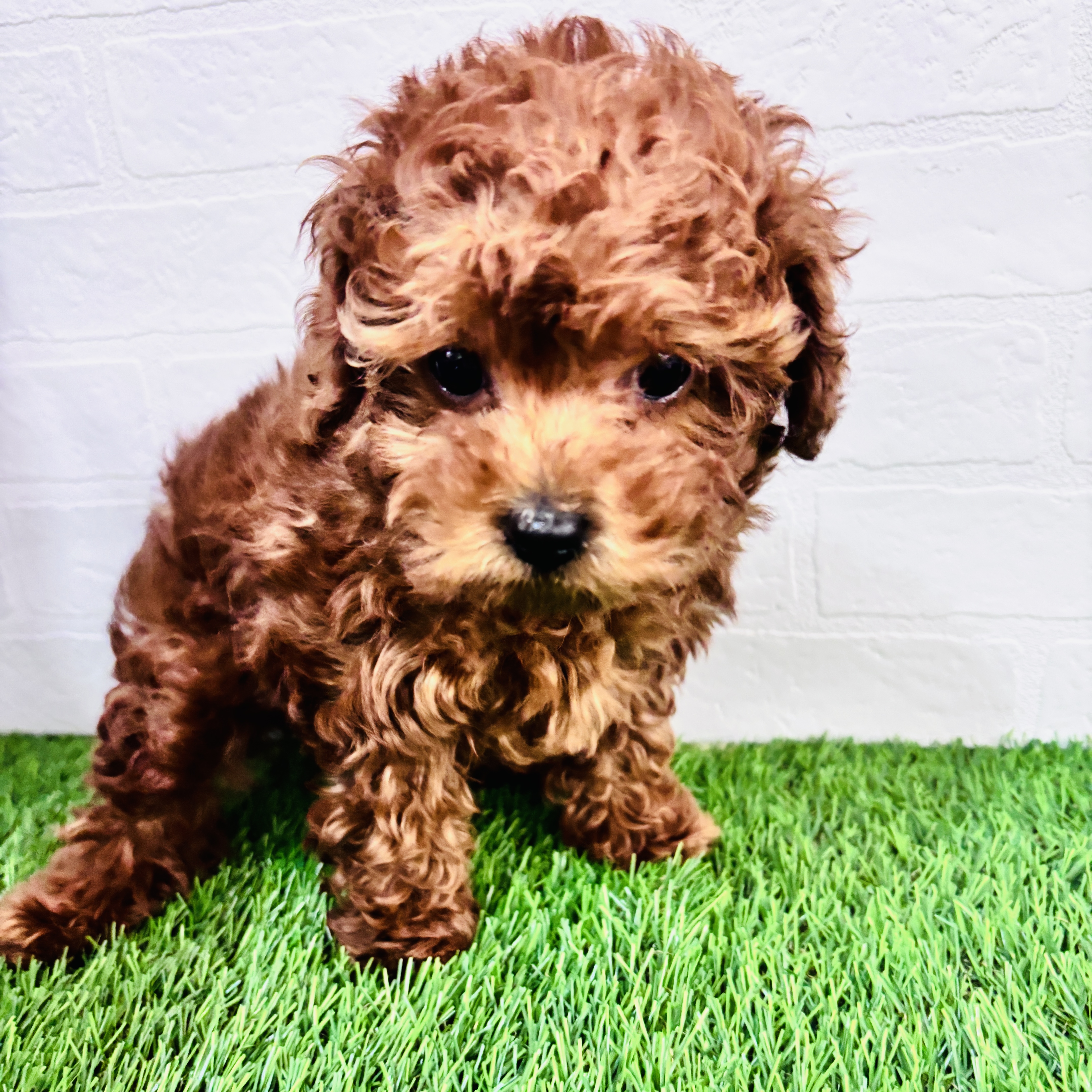 埼玉県のマルプー(マルチーズ×プードル) (ワンニャンハウス春日部店/2025年11月1日生まれ/男の子/アプリコット)の子犬の2枚目の画像