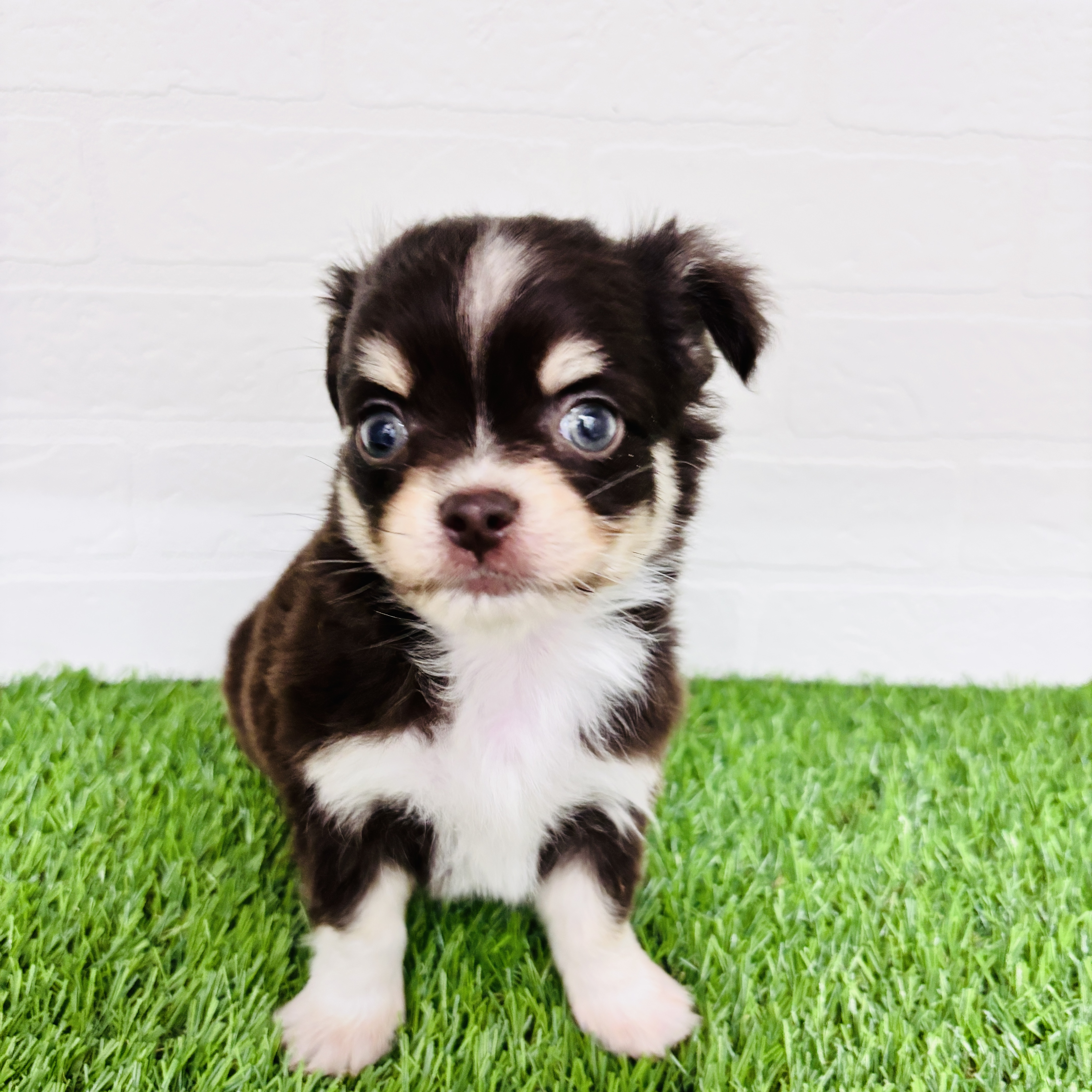 埼玉県のチワックス(チワワ×ダックス) (ワンニャンハウス春日部店/2025年10月16日生まれ/男の子/チョコレートタン)の子犬の2枚目の画像