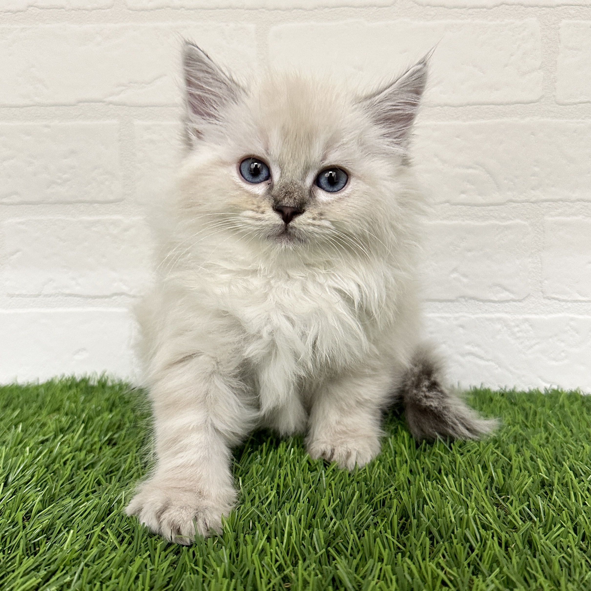 ワンニャンハウス