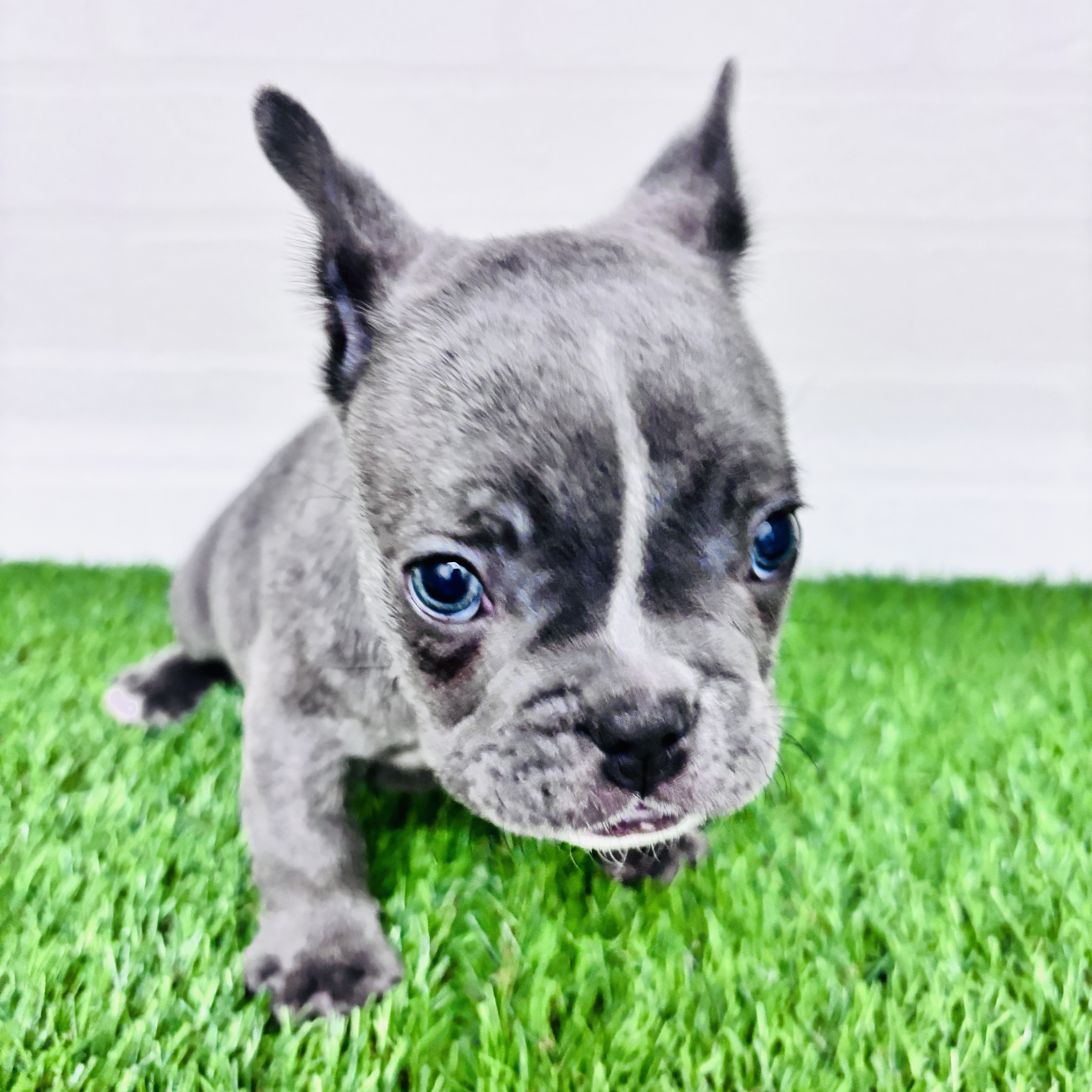 埼玉県のフレンチブルドッグ (ワンニャンハウス春日部店/2025年11月18日生まれ/男の子/ブルーホワイト)の子犬の1枚目の画像