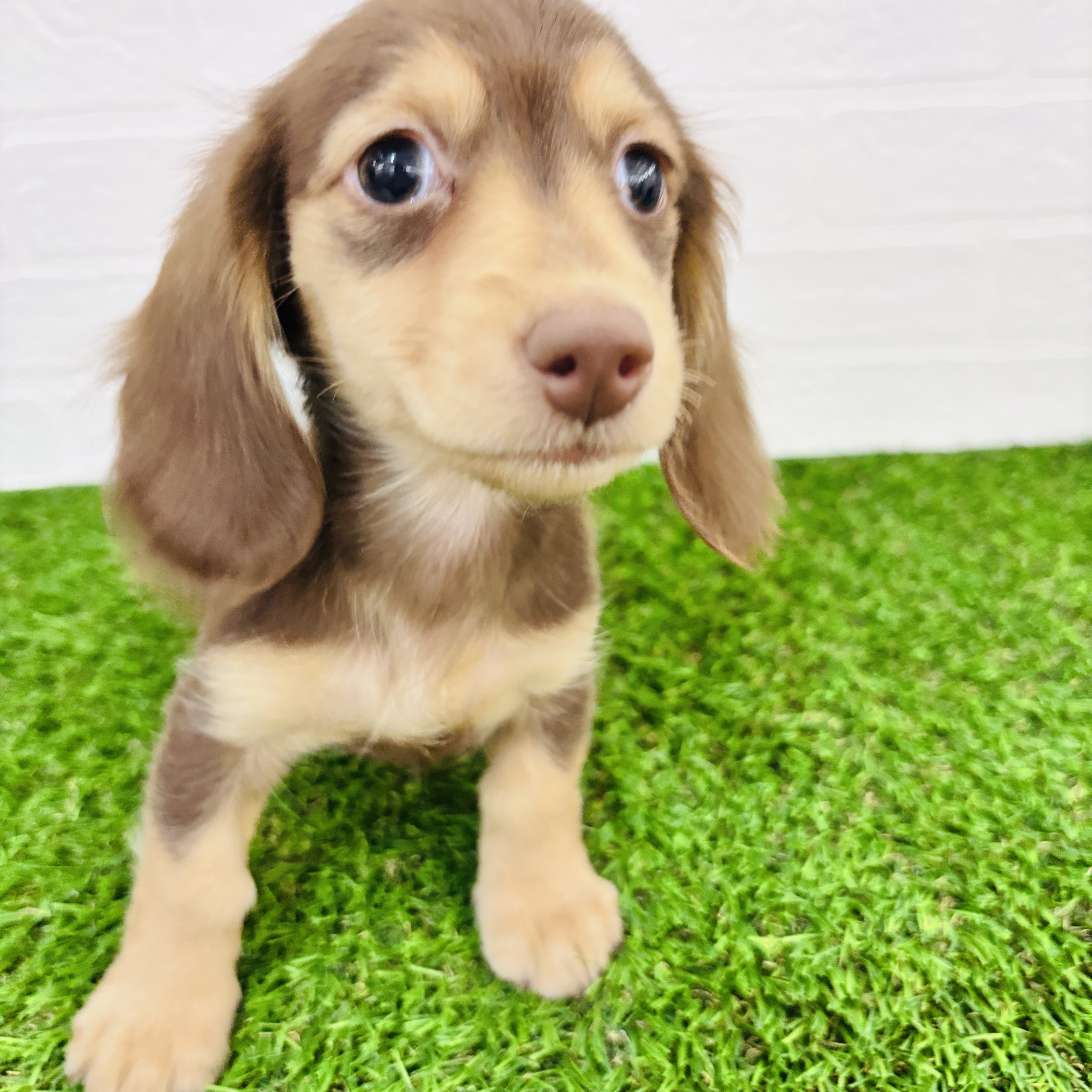 埼玉県のミニチュアダックスフンド(ロング) (ワンニャンハウス春日部店/2025年9月15日生まれ/男の子/チョコレートイエロー)の子犬の2枚目の画像