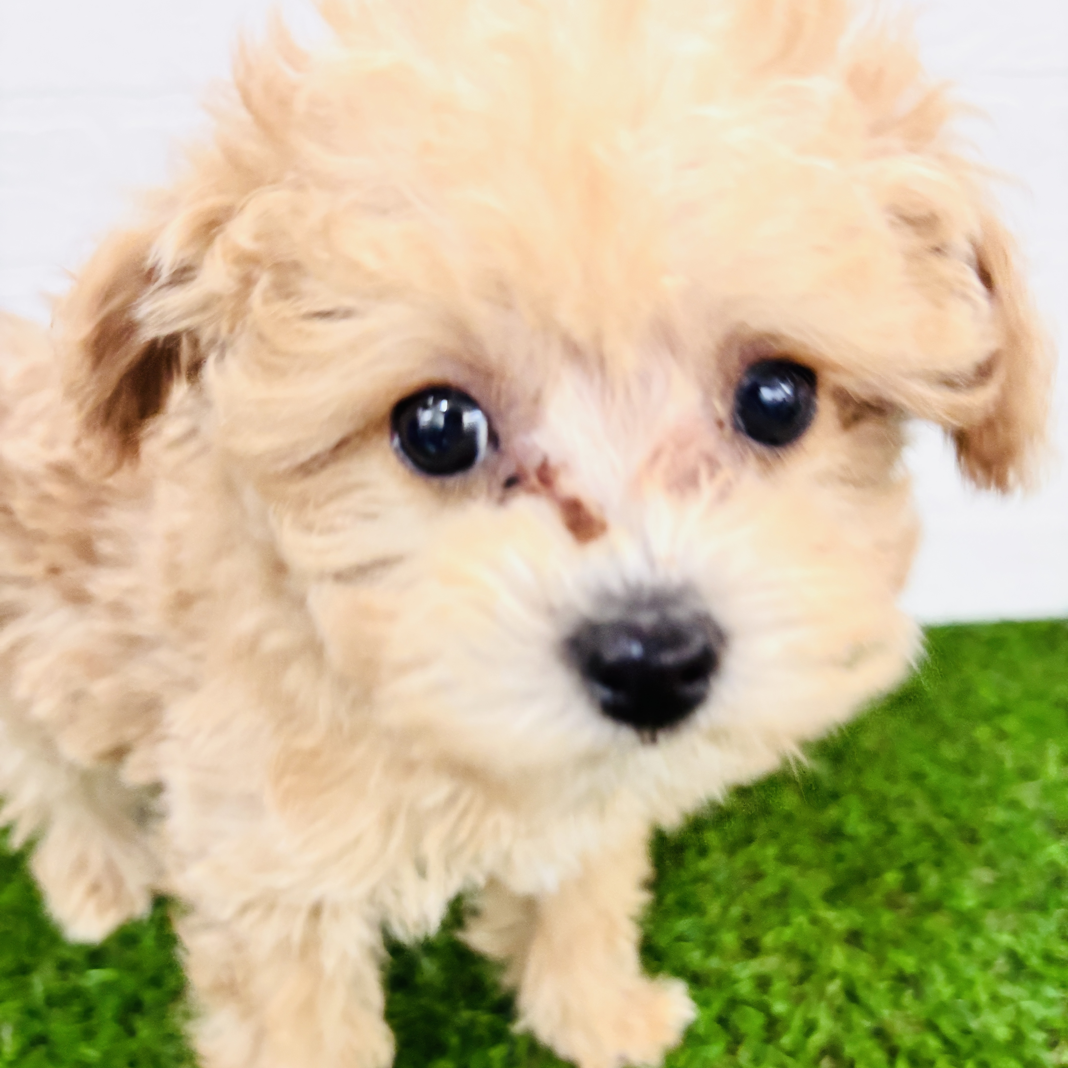 埼玉県のビションプー(ビションフリーゼ×プードル) (ワンニャンハウス春日部店/2025年9月14日生まれ/男の子/アプリコット)の子犬の3枚目の画像