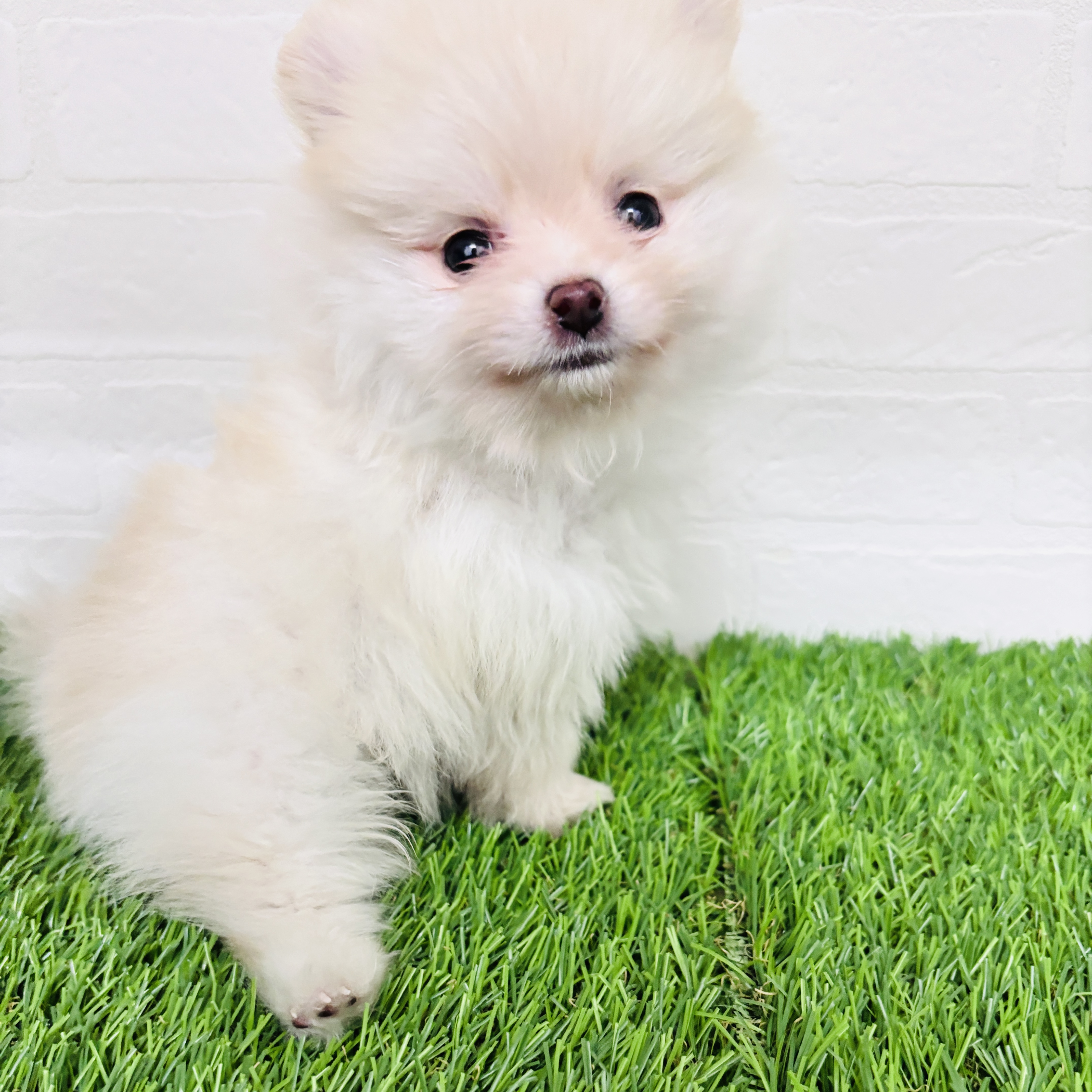 埼玉県のポメラニアン (ワンニャンハウス春日部店/2025年10月23日生まれ/男の子/クリーム)の子犬の2枚目の画像