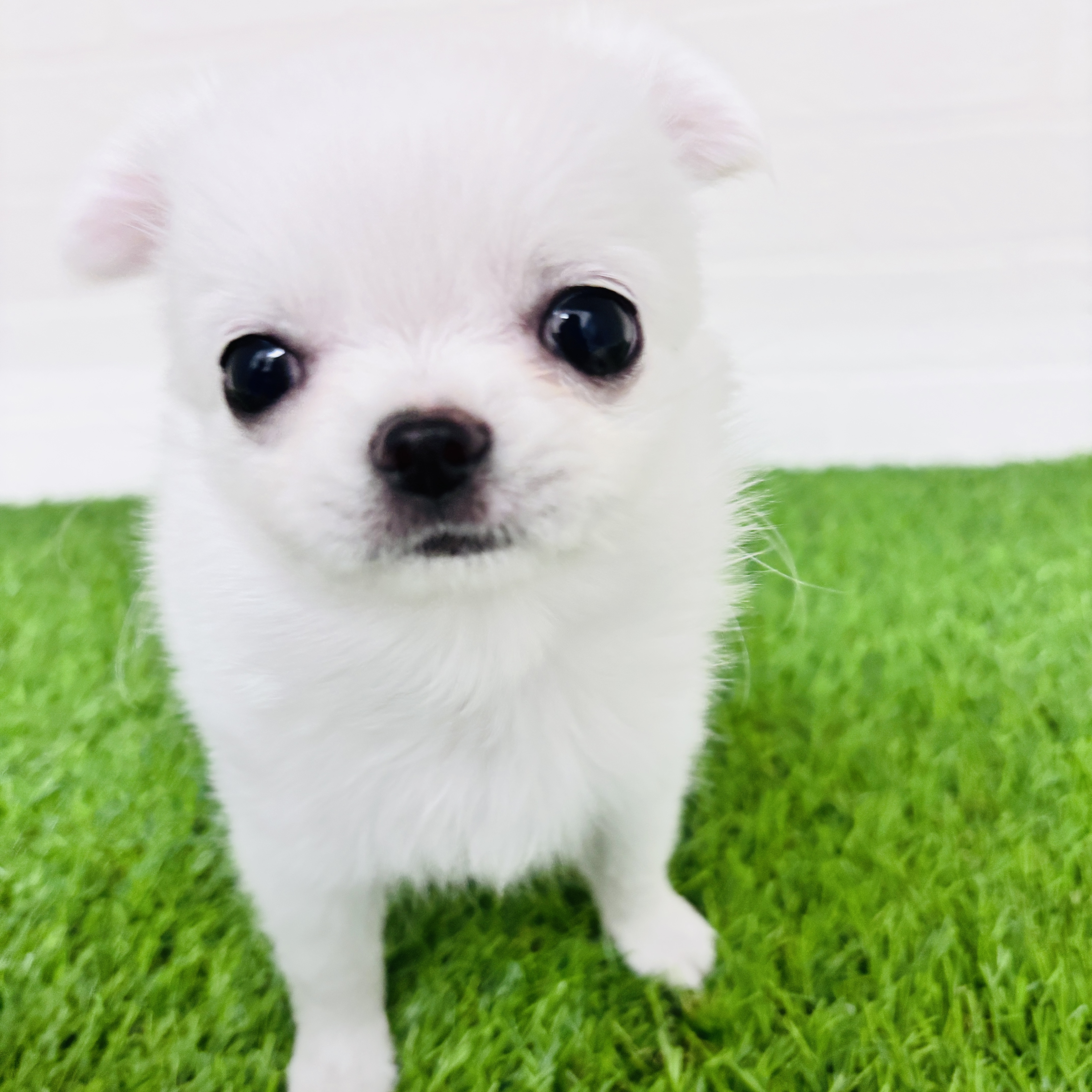 埼玉県のチワワ(ロング) (ワンニャンハウス春日部店/2025年12月3日生まれ/男の子/クリーム)の子犬の1枚目の画像