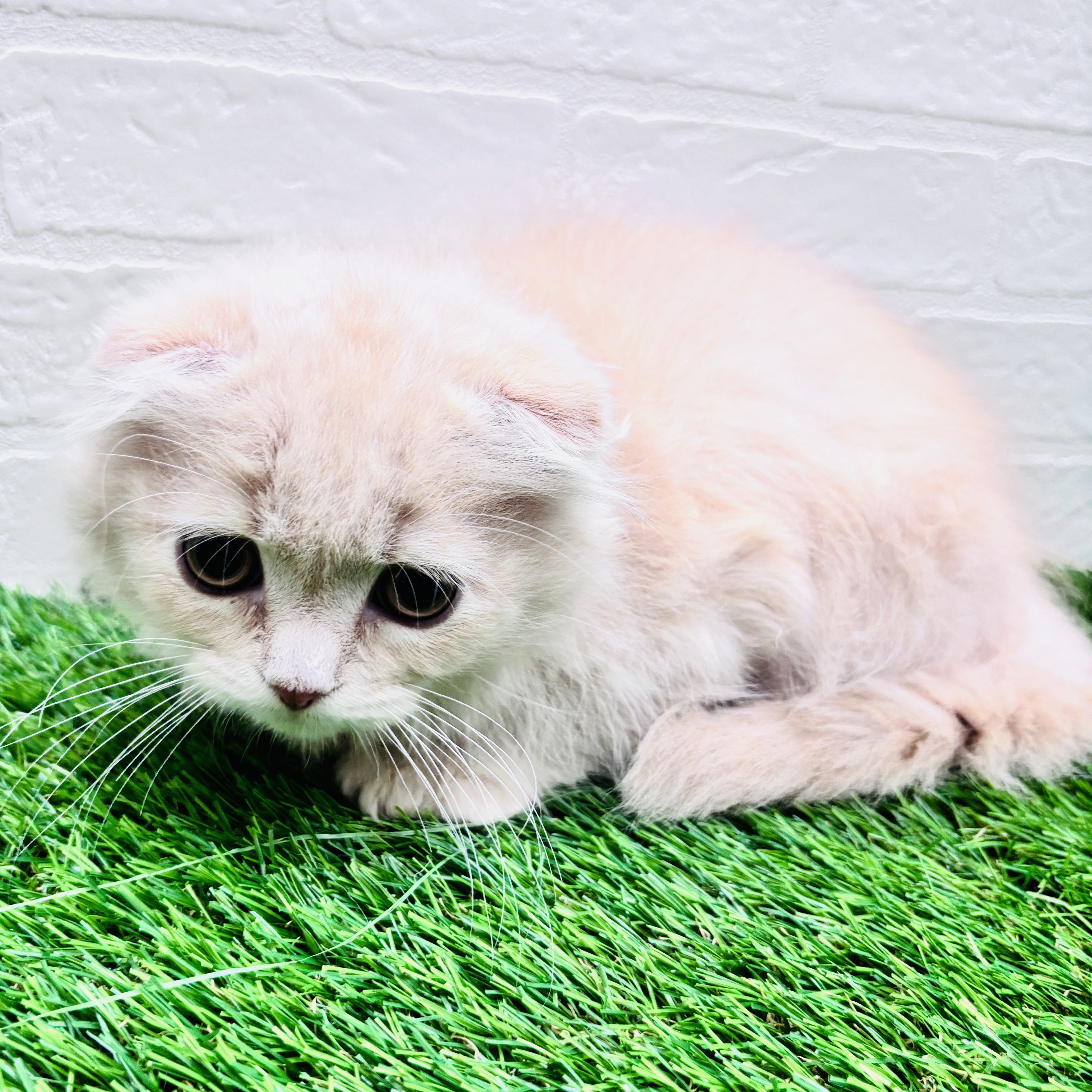 埼玉県のスコティッシュフォールド (ワンニャンハウス春日部店/2025年12月11日生まれ/男の子/クリームタビー)の子猫の2枚目の画像