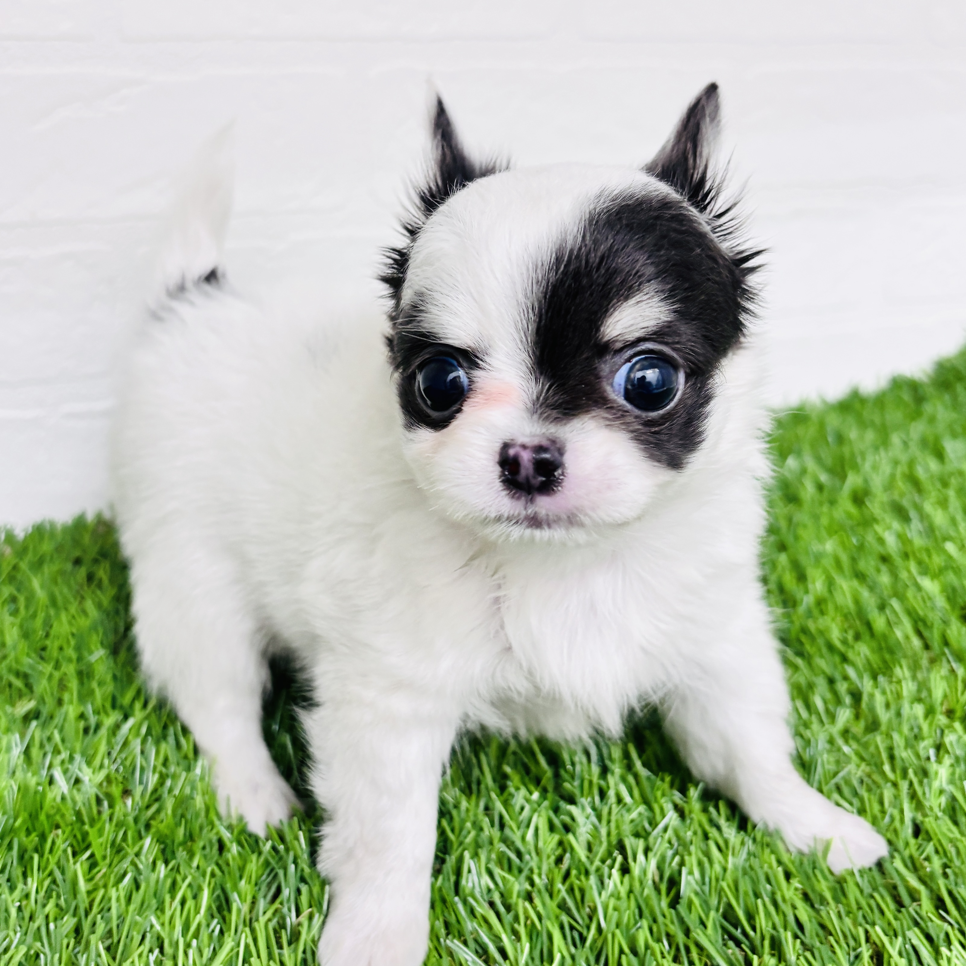 埼玉県のチワワ(ロング) (ワンニャンハウス春日部店/2025年10月14日生まれ/女の子/ホワイトブルータン)の子犬の2枚目の画像