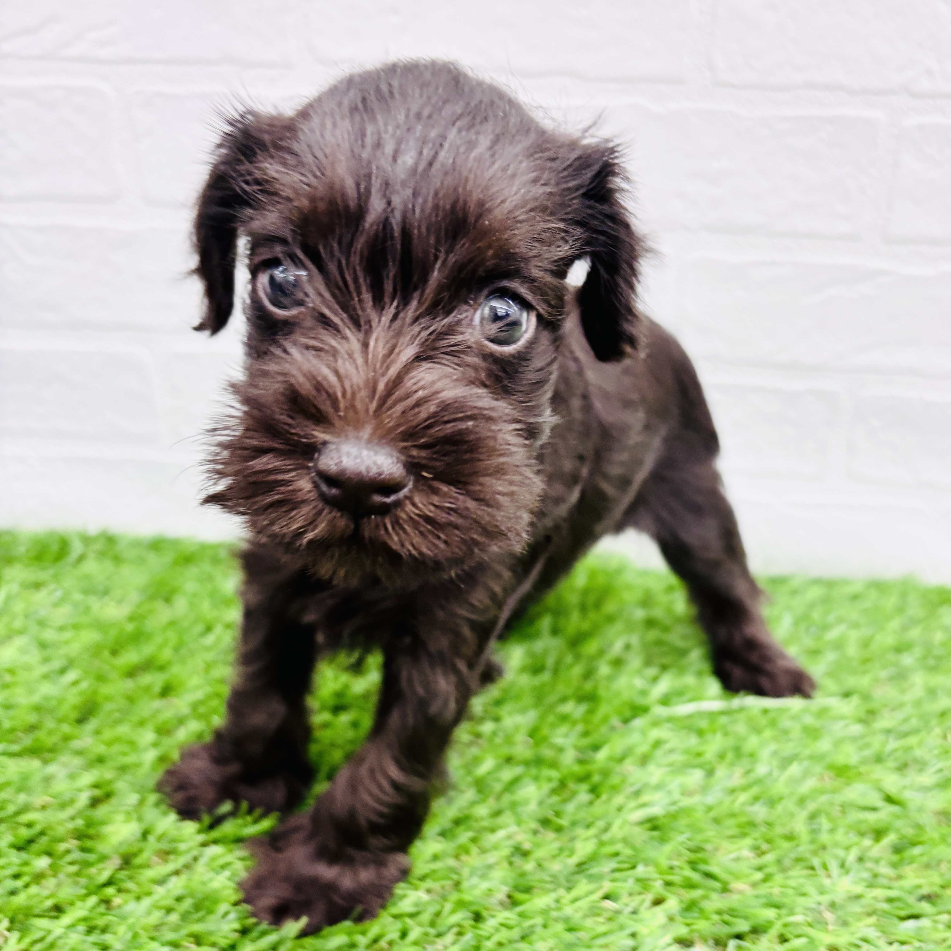 埼玉県のミニチュアシュナウザー (ワンニャンハウス春日部店/2025年9月2日生まれ/女の子/レバー)の子犬の1枚目の画像