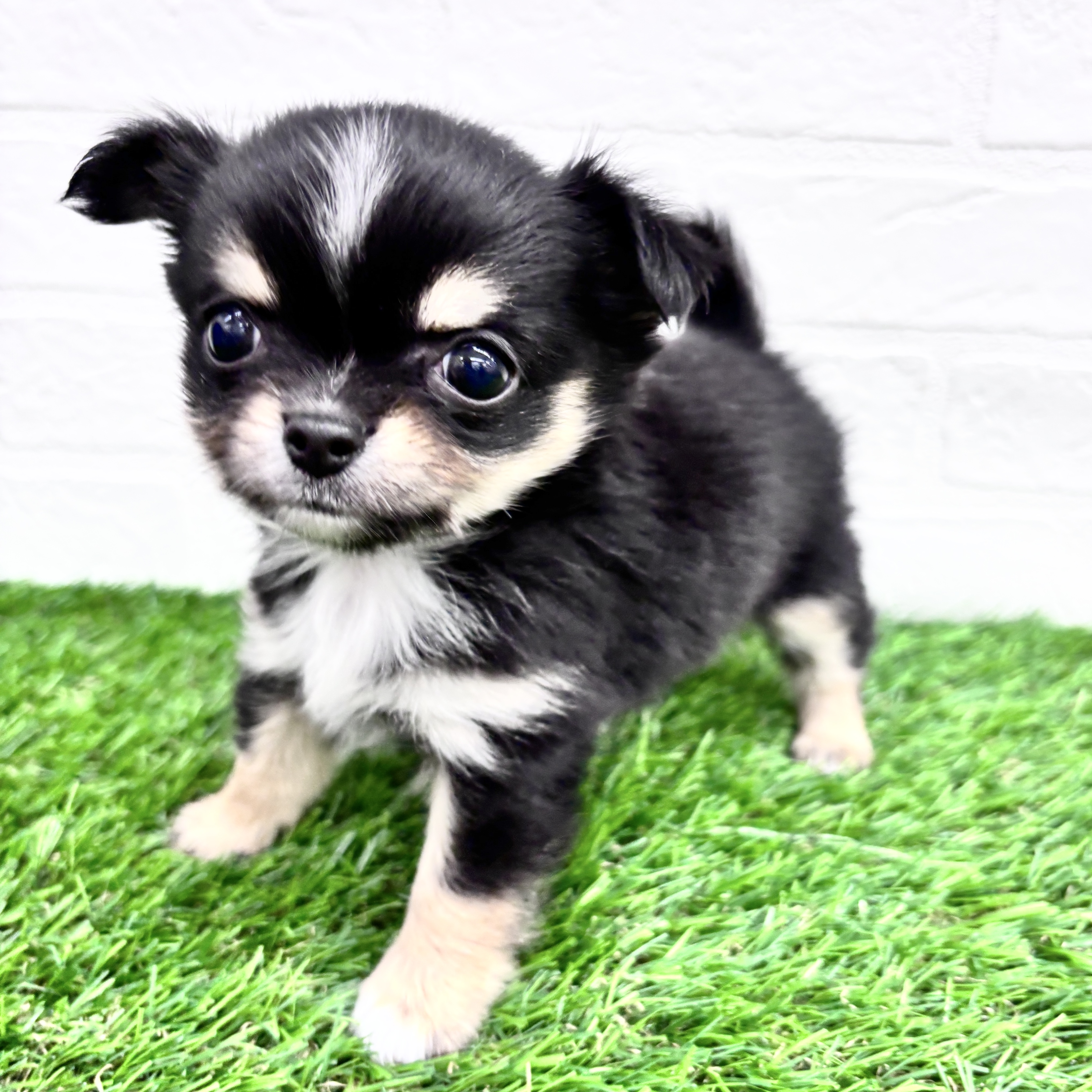 埼玉県のチワワ(ロング) (ワンニャンハウス春日部店/2025年9月2日生まれ/女の子/ブラックタンホワイト)の子犬の2枚目の画像
