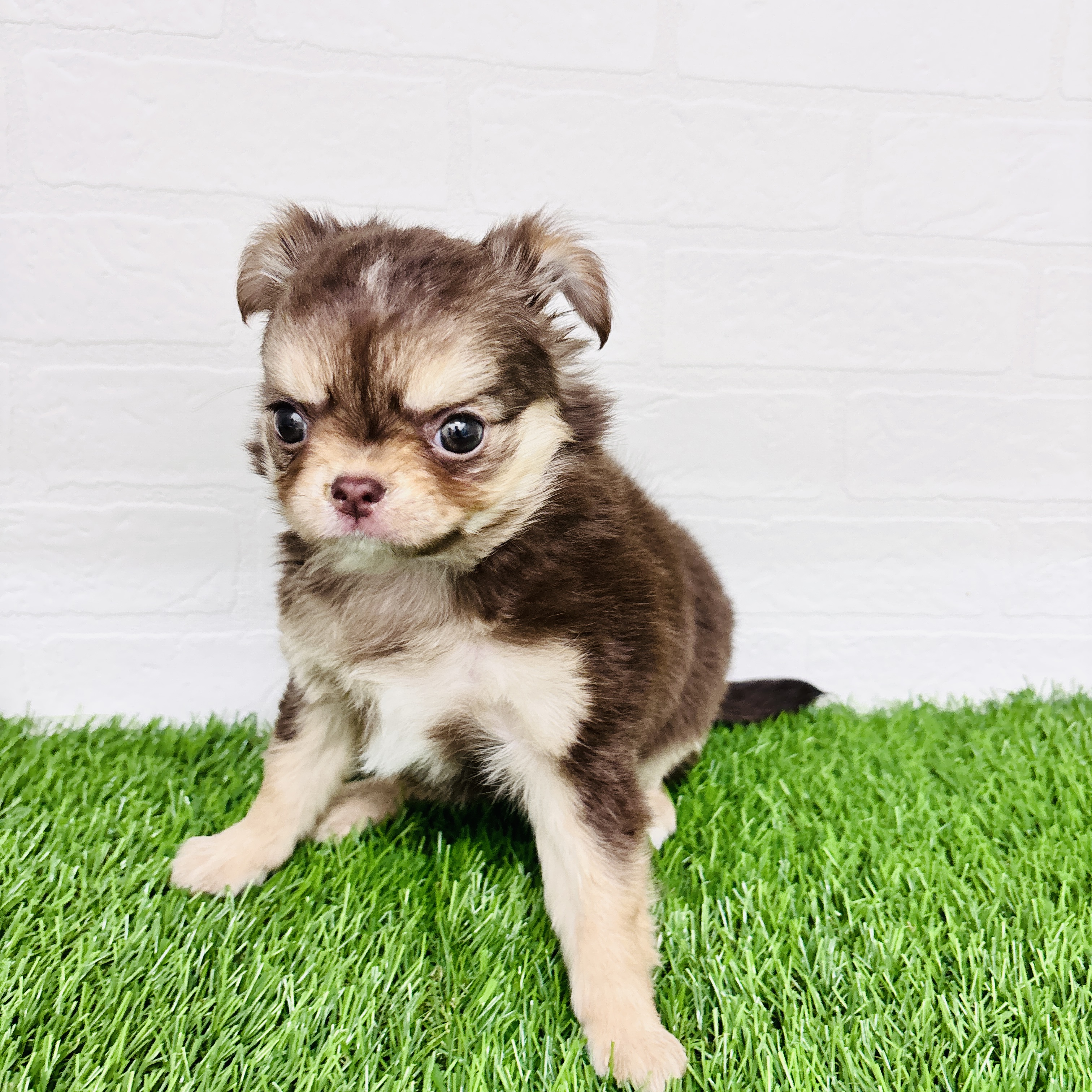 埼玉県のチワワ(ロング) (ワンニャンハウス春日部店/2025年10月13日生まれ/男の子/チョコレートクリームタン)の子犬の2枚目の画像